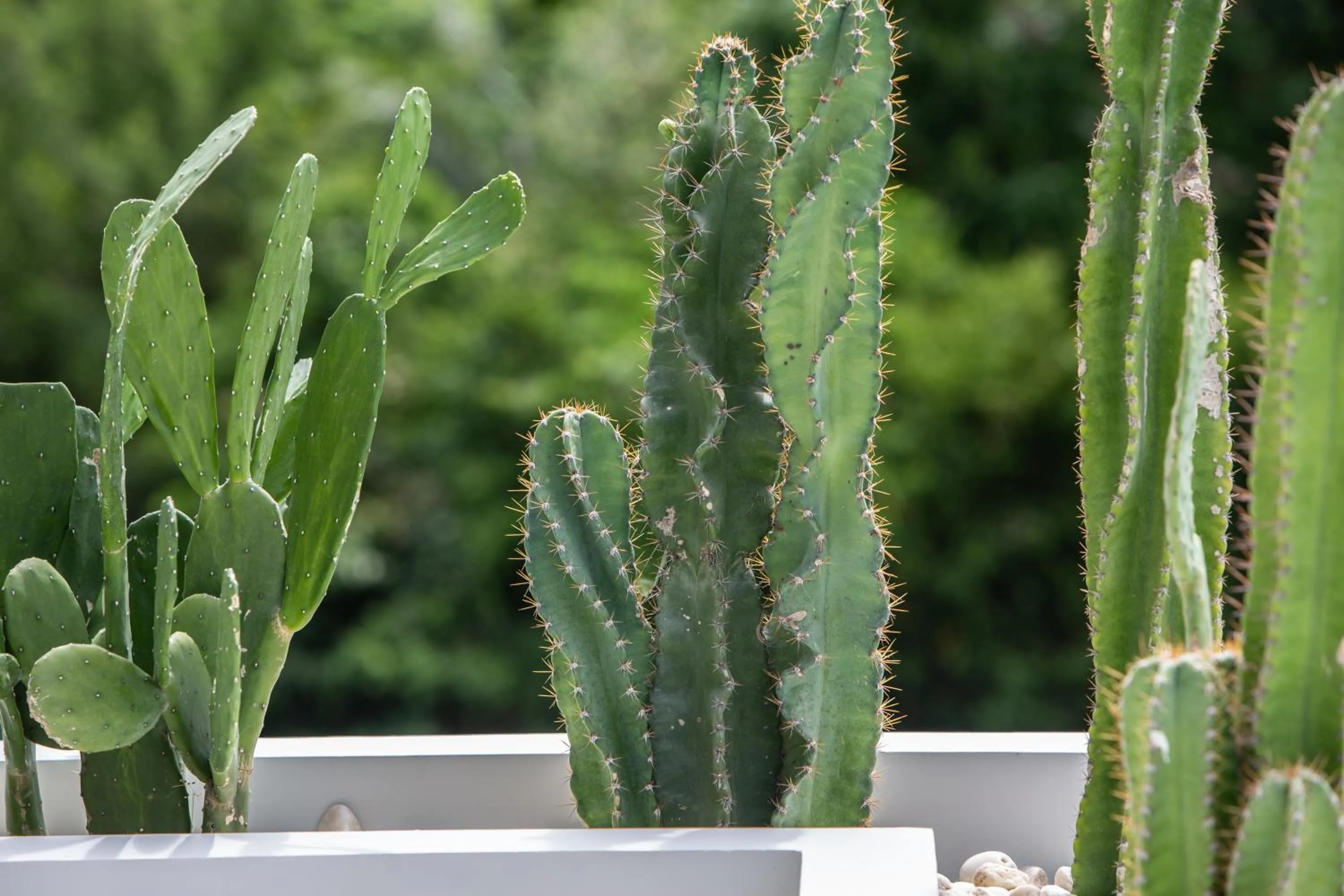 Garden view in Zog Villas