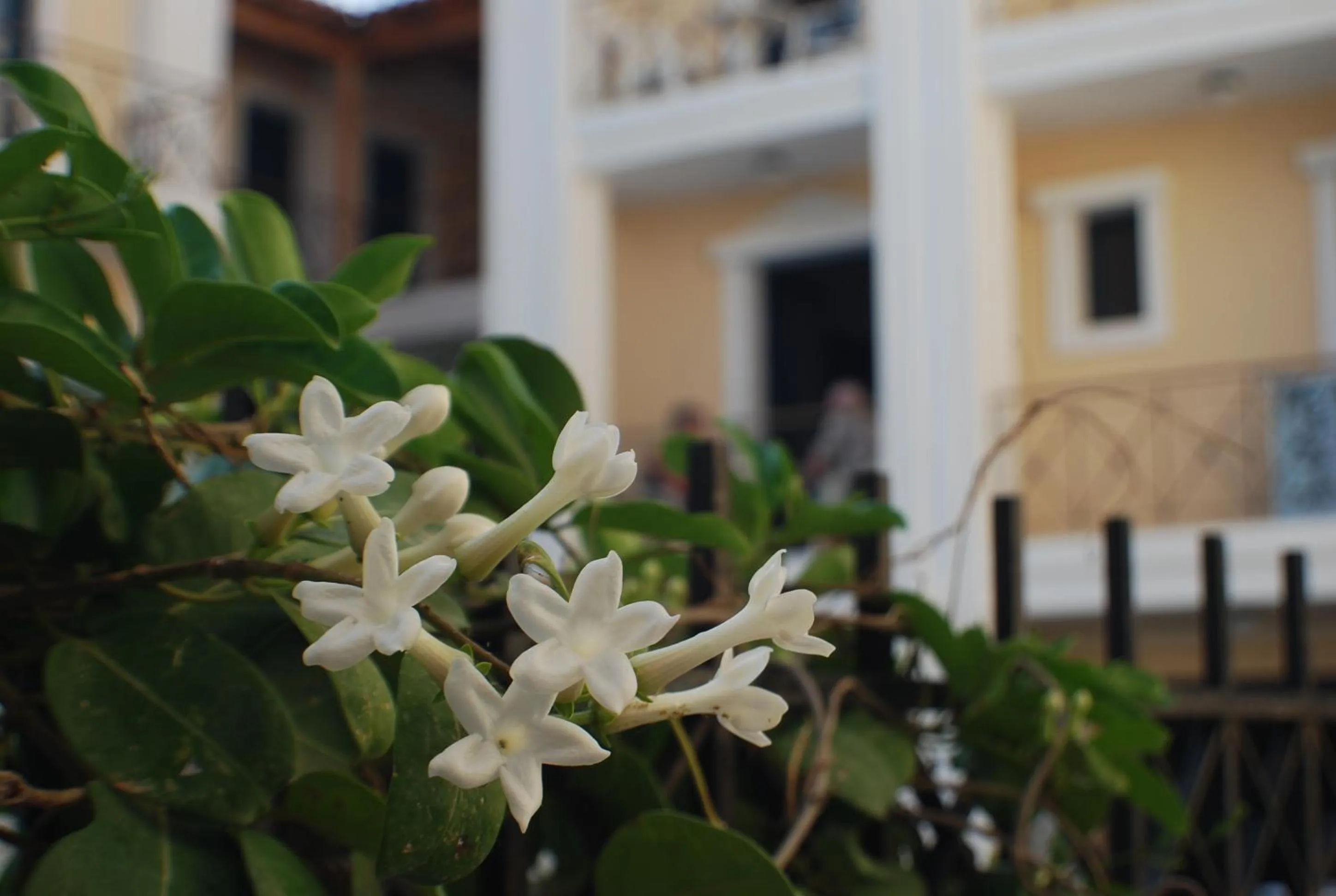 Garden in Renia Studios