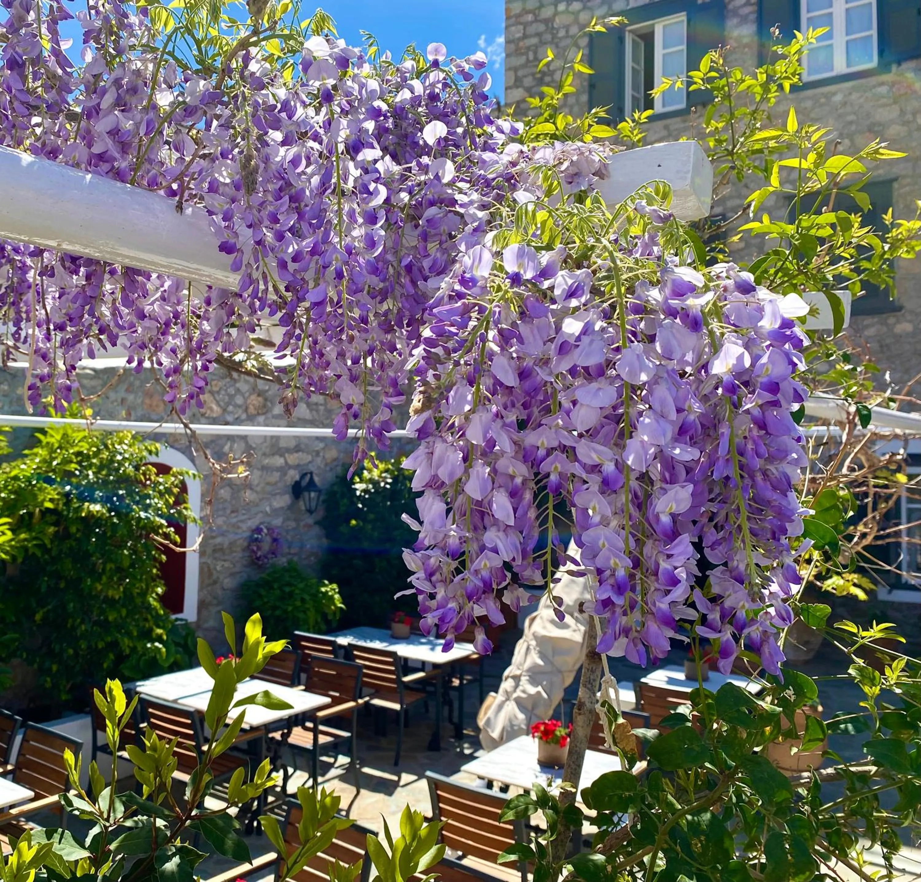 Garden in Mistral Hotel