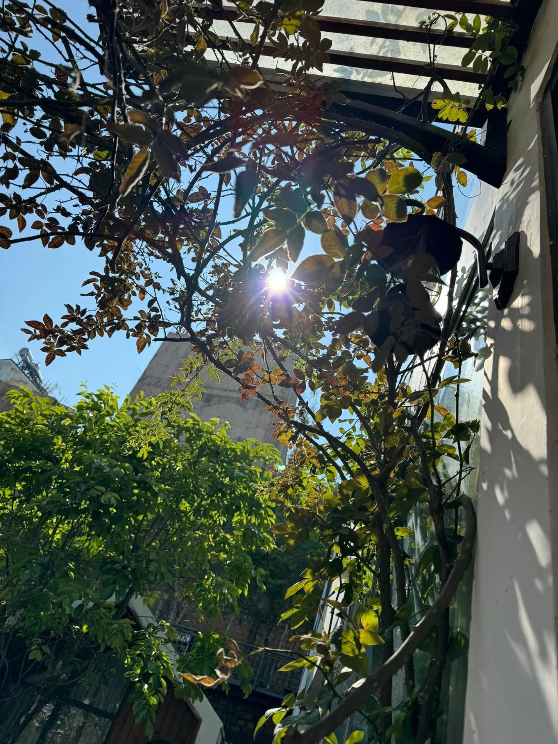 Garden in Nhà Sói Homestay Da Lat