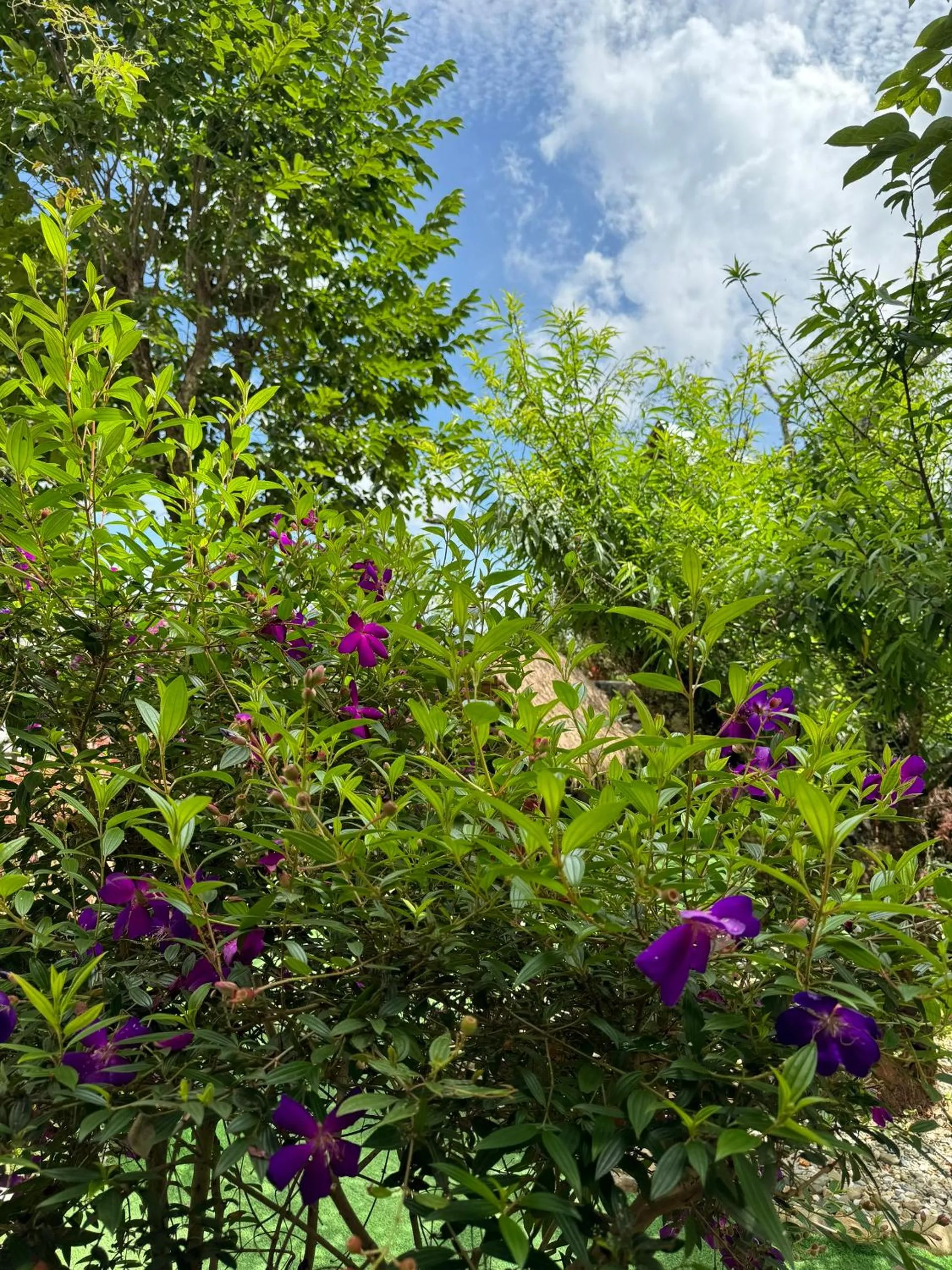 Garden in Nhà Sói Homestay Da Lat
