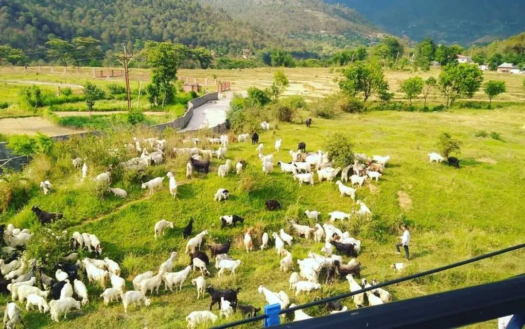 View (from property/room) in Himalayan Retreat