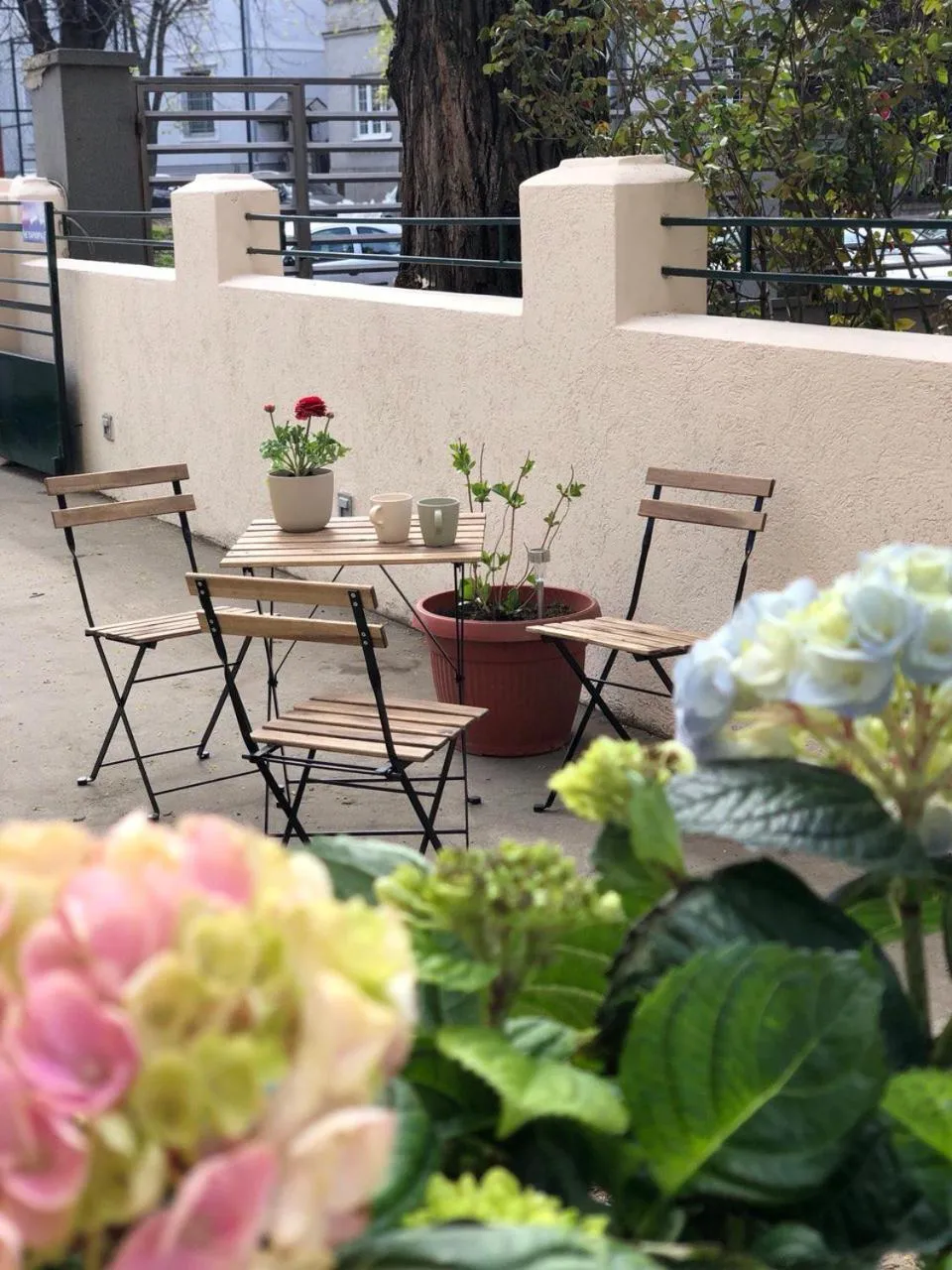 Garden in Cabbage Hostel