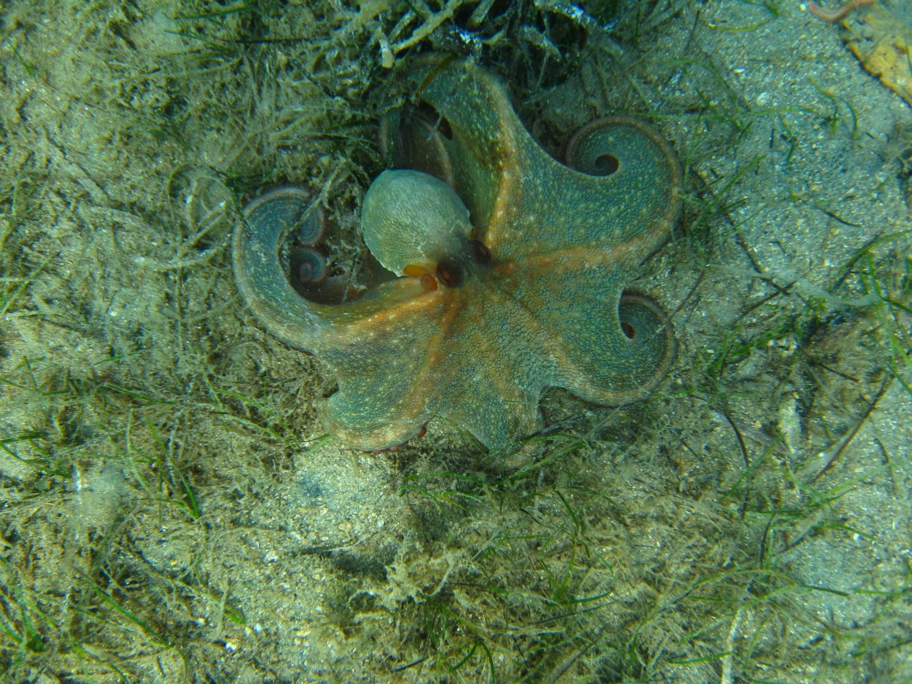 Snorkeling in Kerveli Village Hotel
