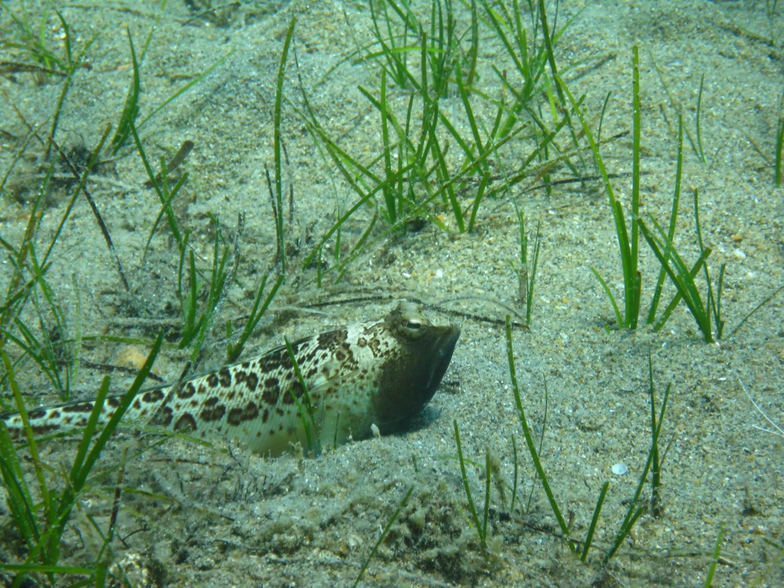 Snorkeling in Kerveli Village Hotel