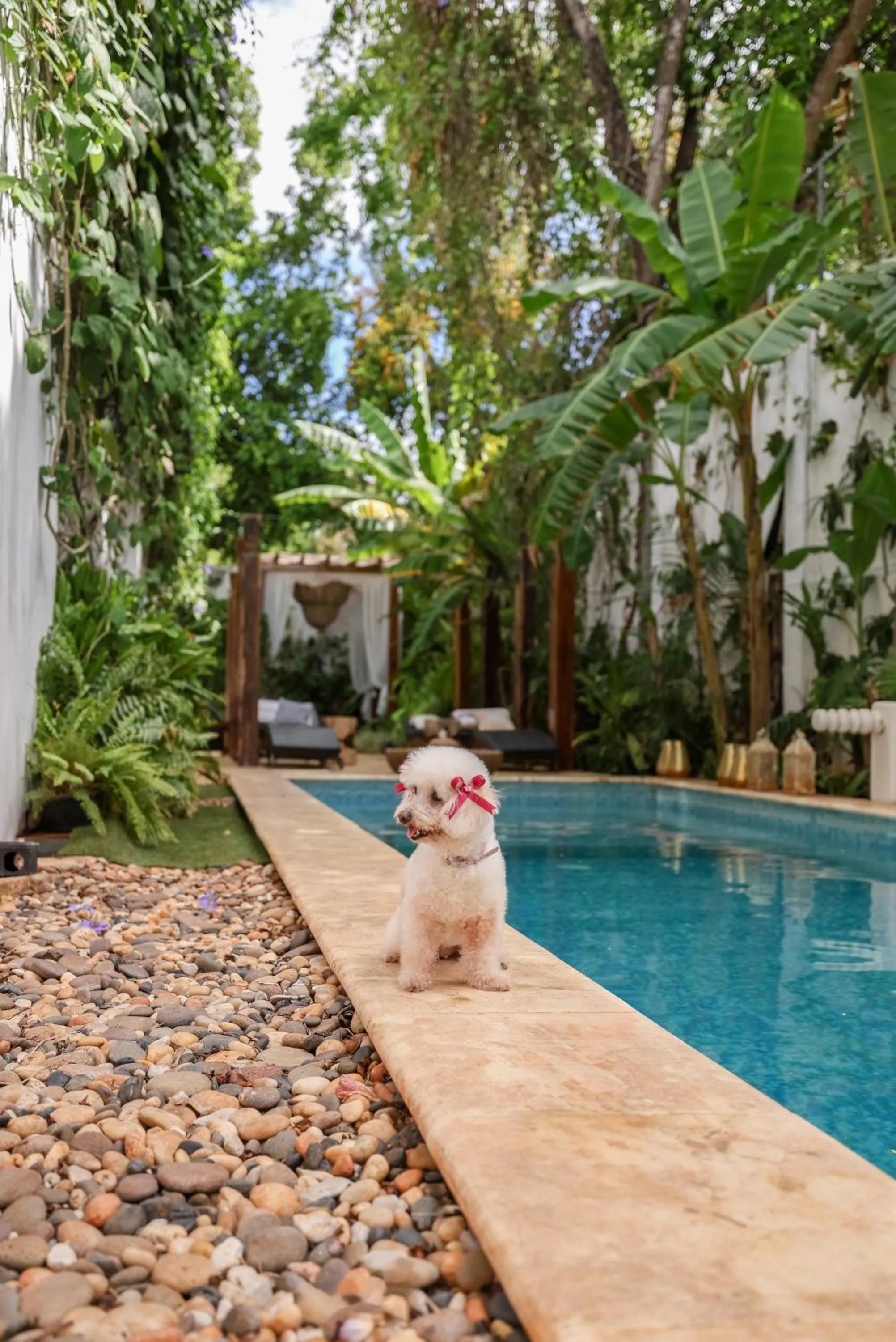 Swimming pool in Olbil Hotel Boutique