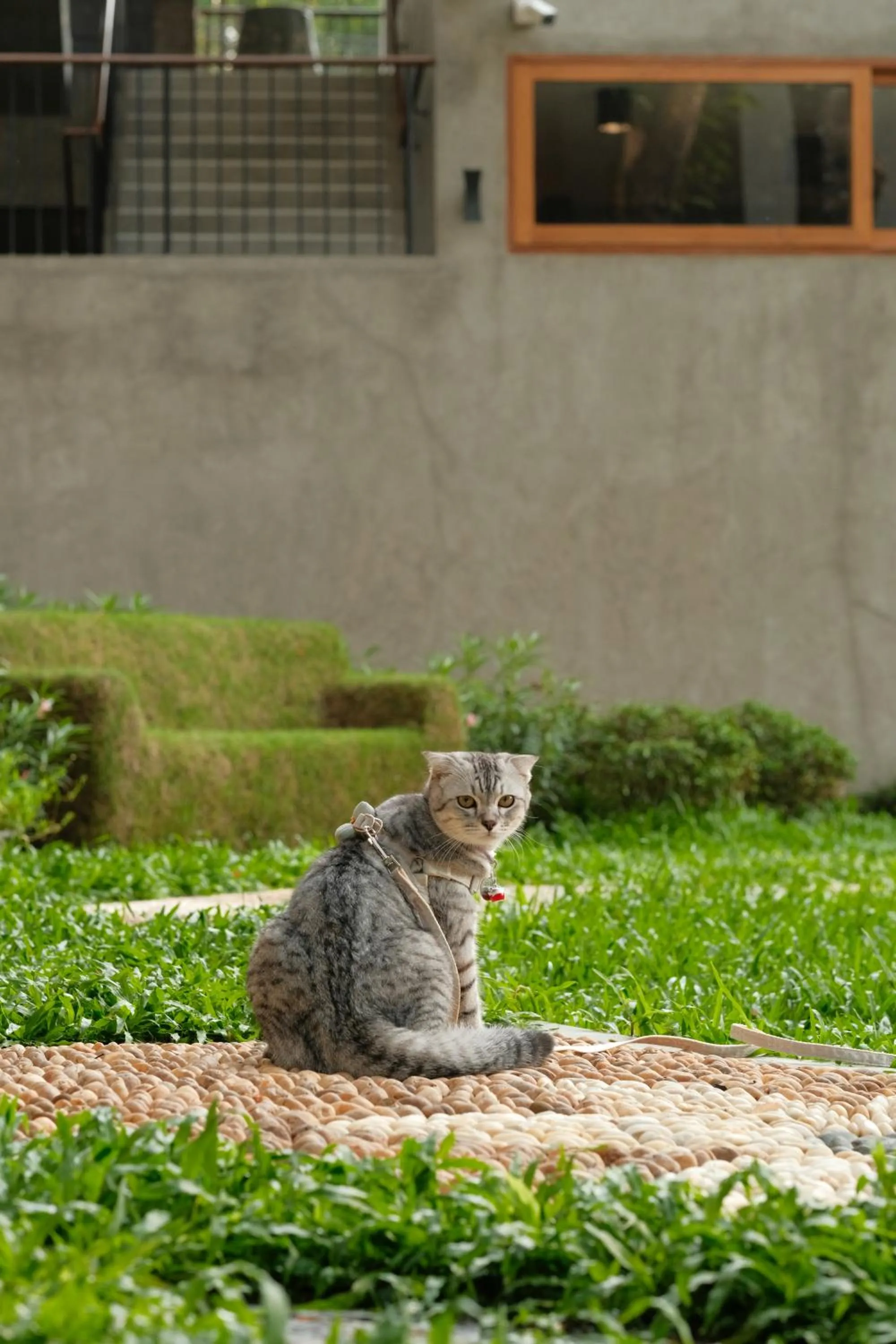 pet friendly in Proud Phu Fah Muang Chiang Mai