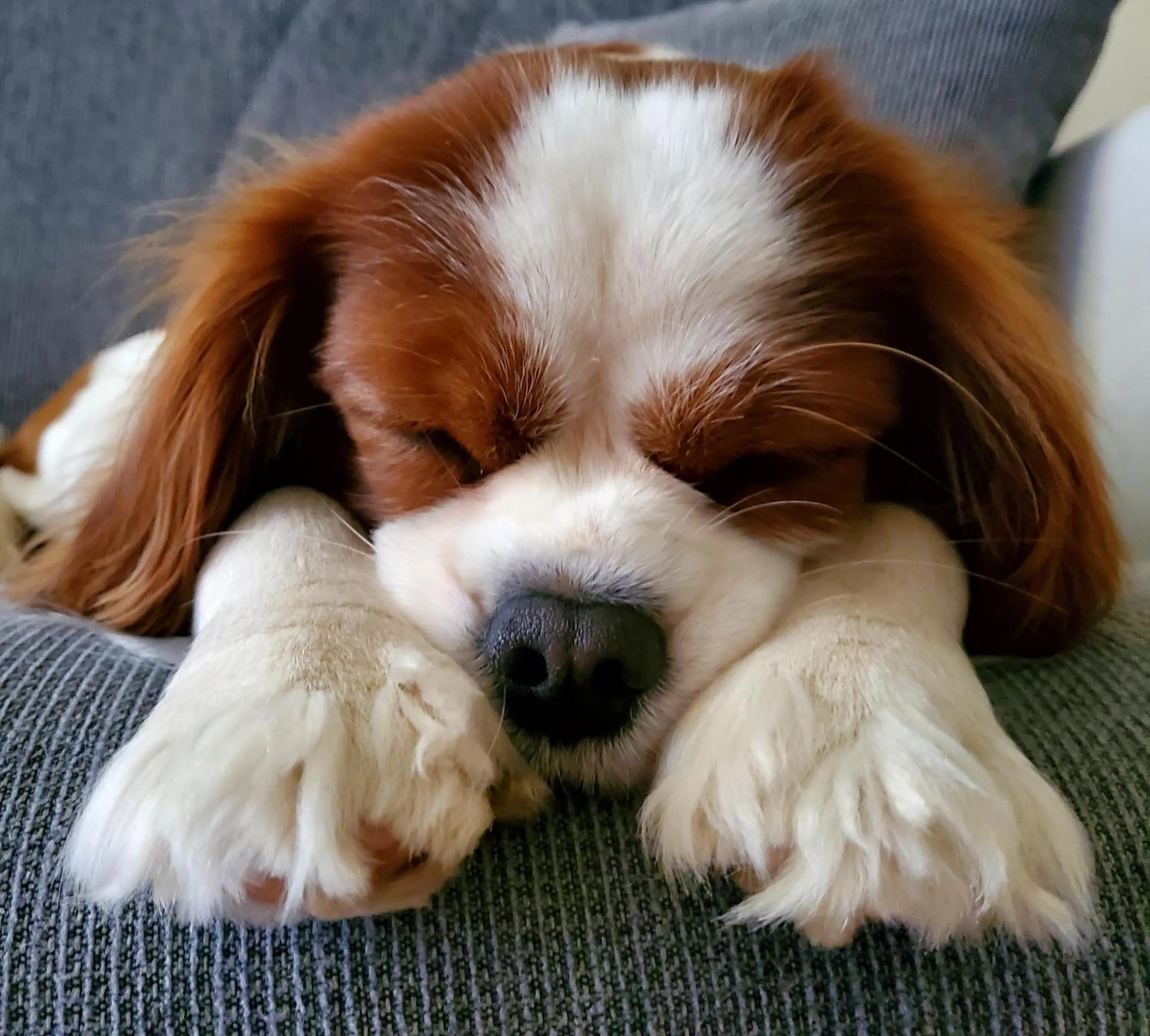 Animals in Residenza FillAnfi