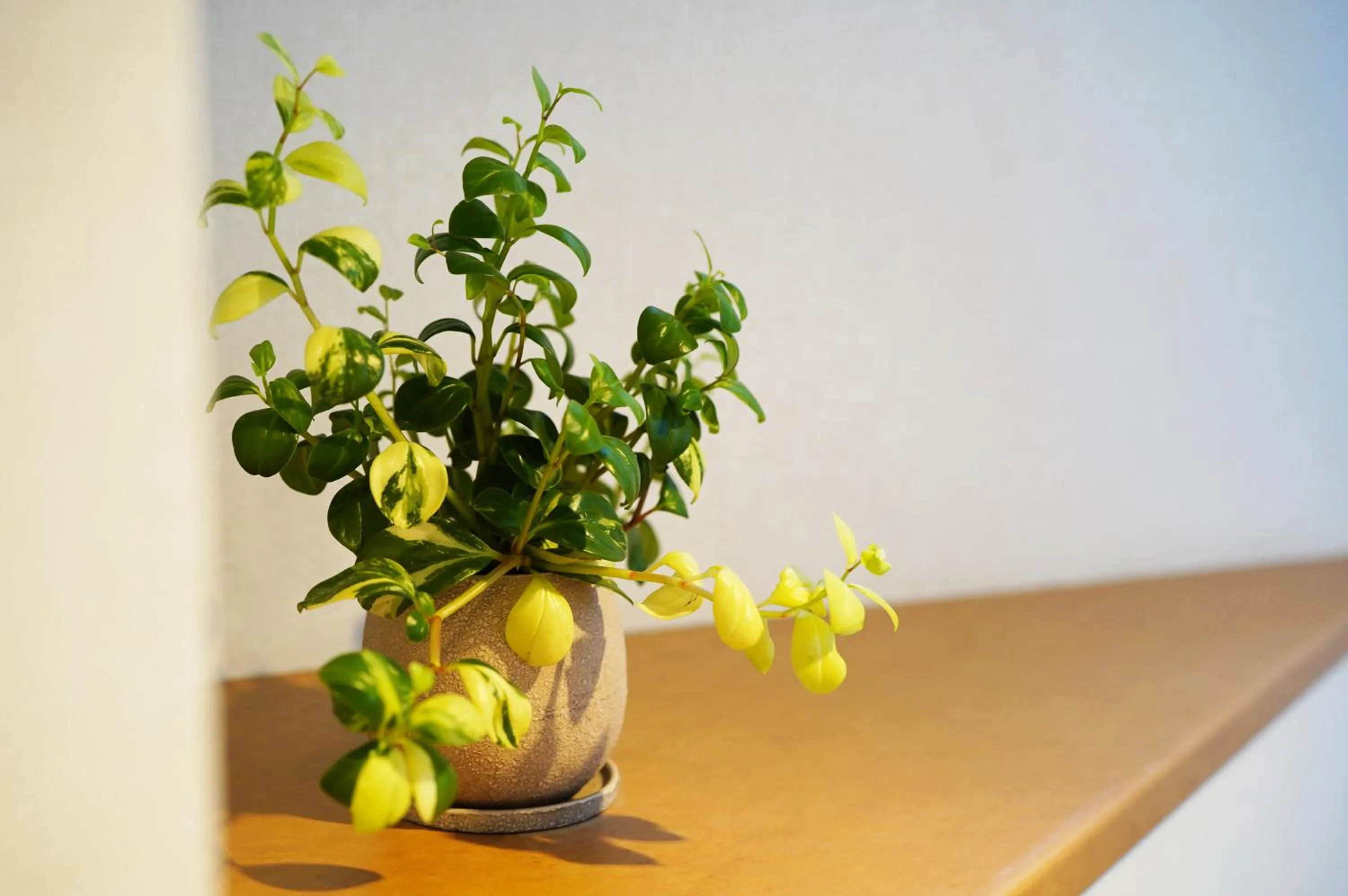 Decorative detail in Silk Hotel Annex