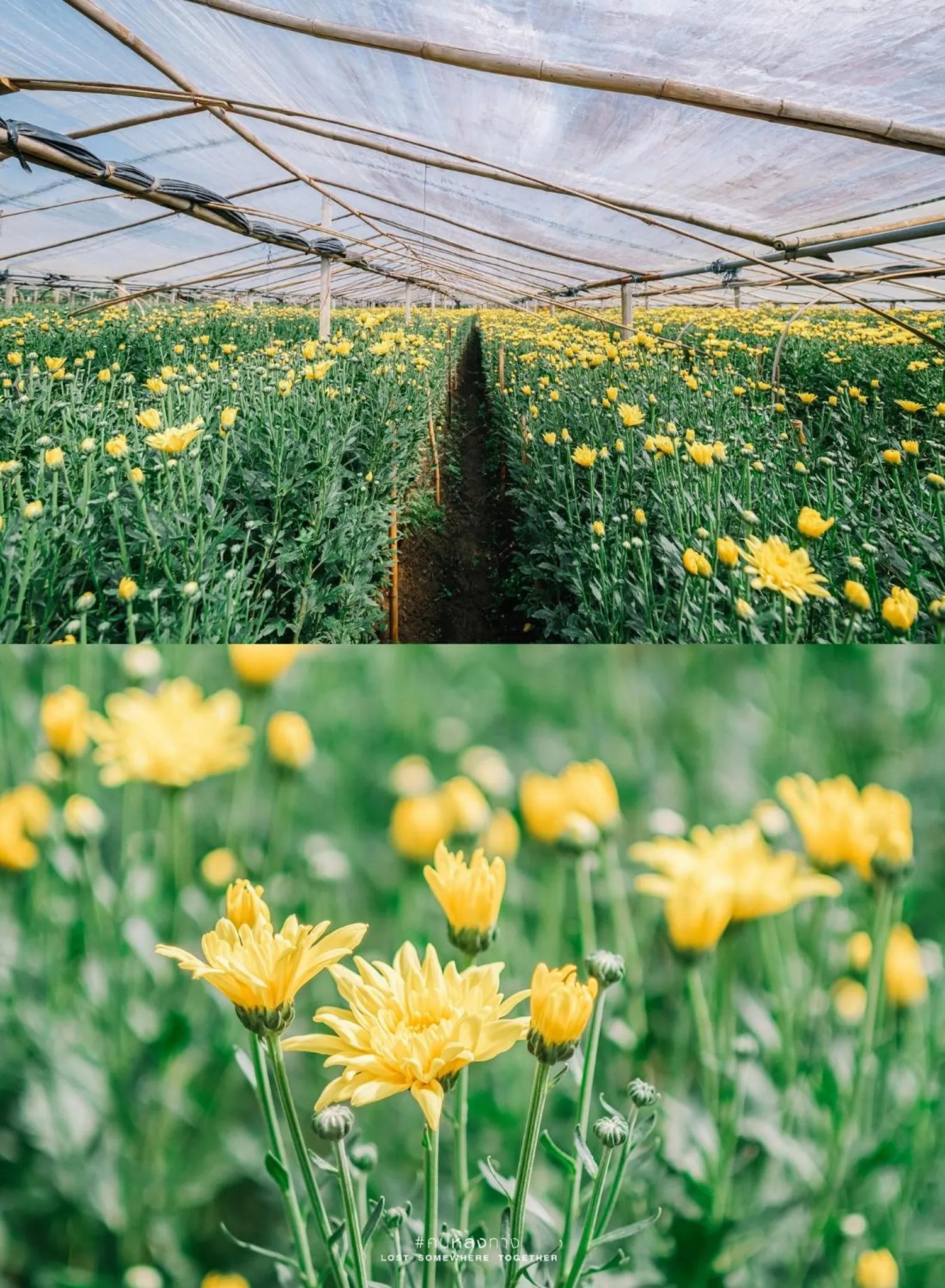 108 Villa @ PongYang