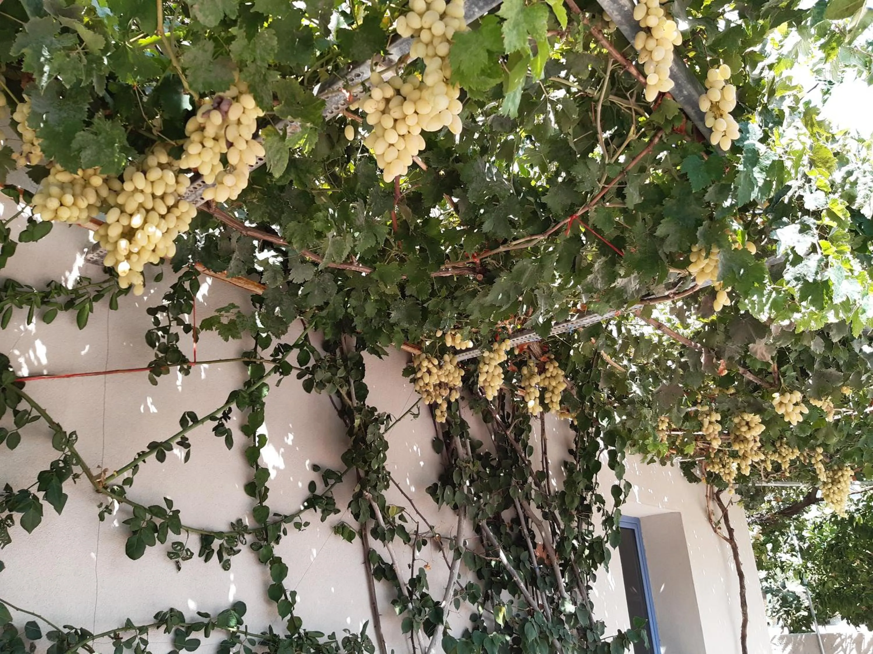 Garden in Nikolas Apartments