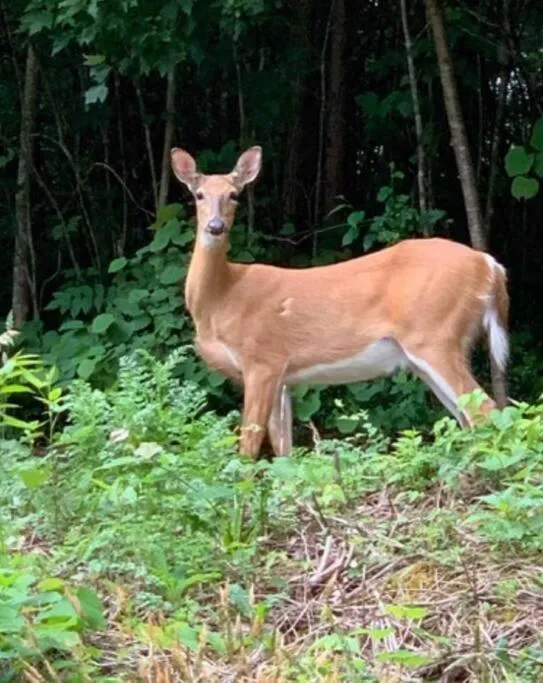Garden in Hilltop Hideaway - 3BDR in Downtown London, KY