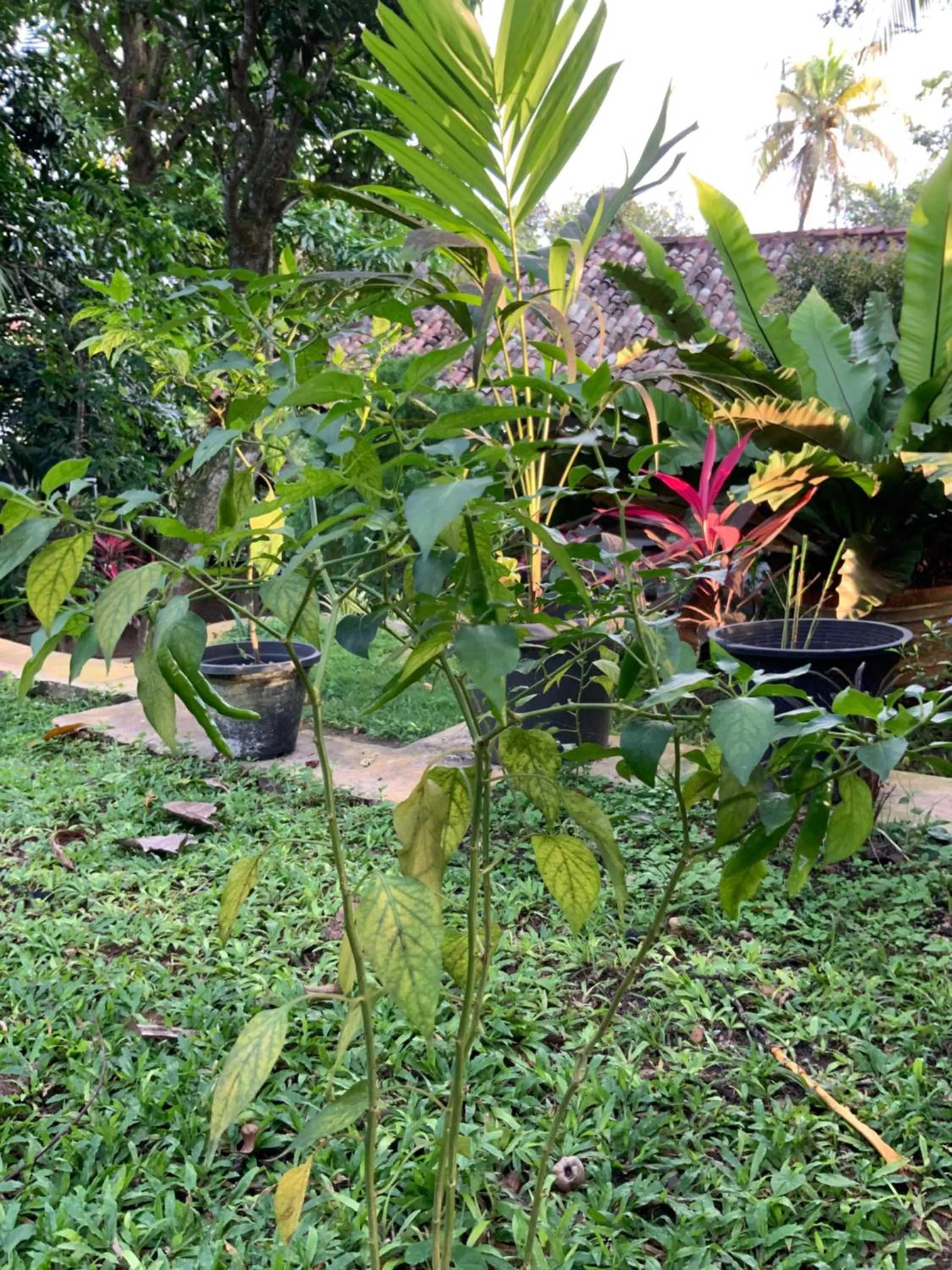 Garden in Lali Villa & Fruit Garden