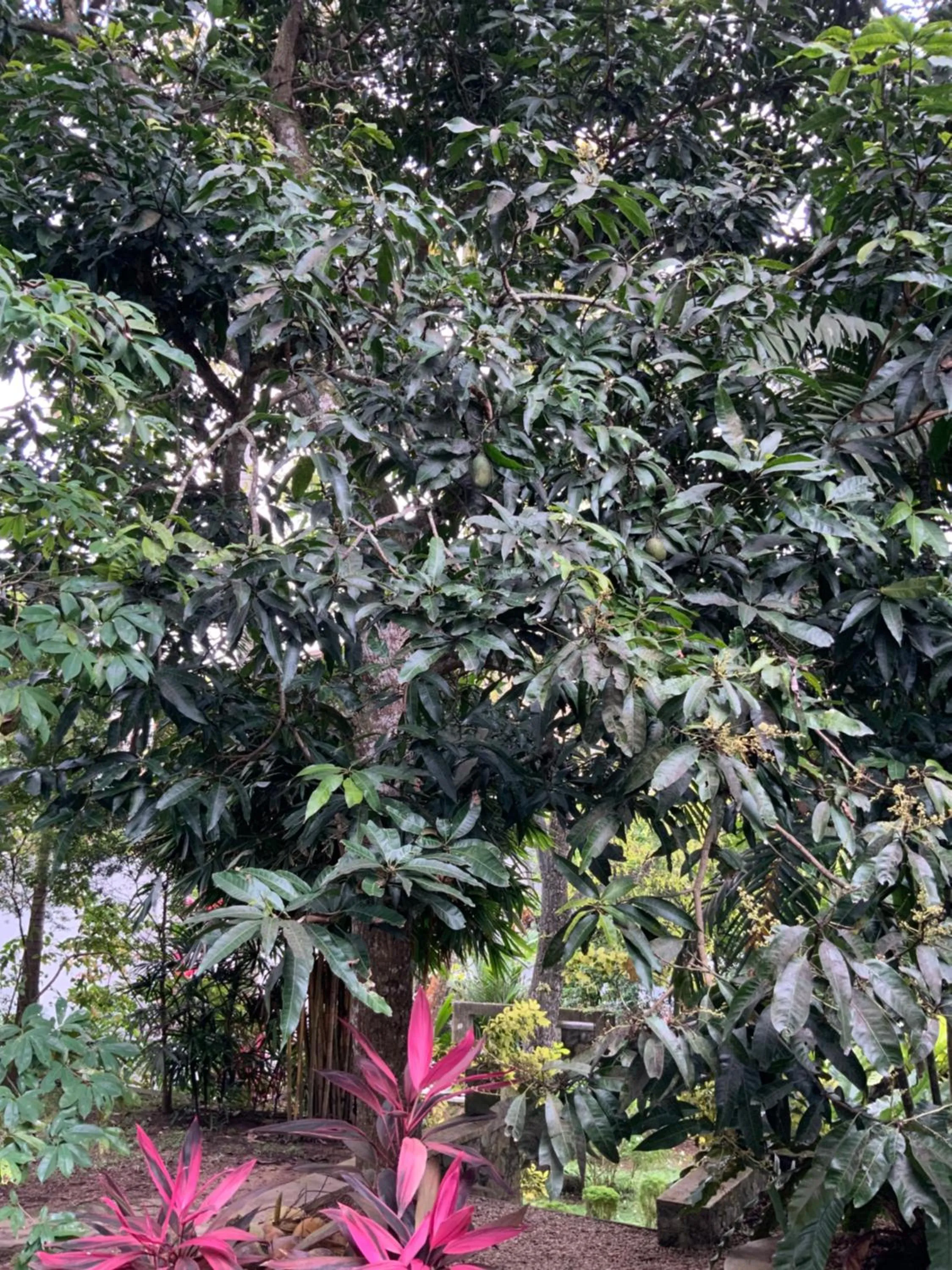 Garden in Lali Villa & Fruit Garden