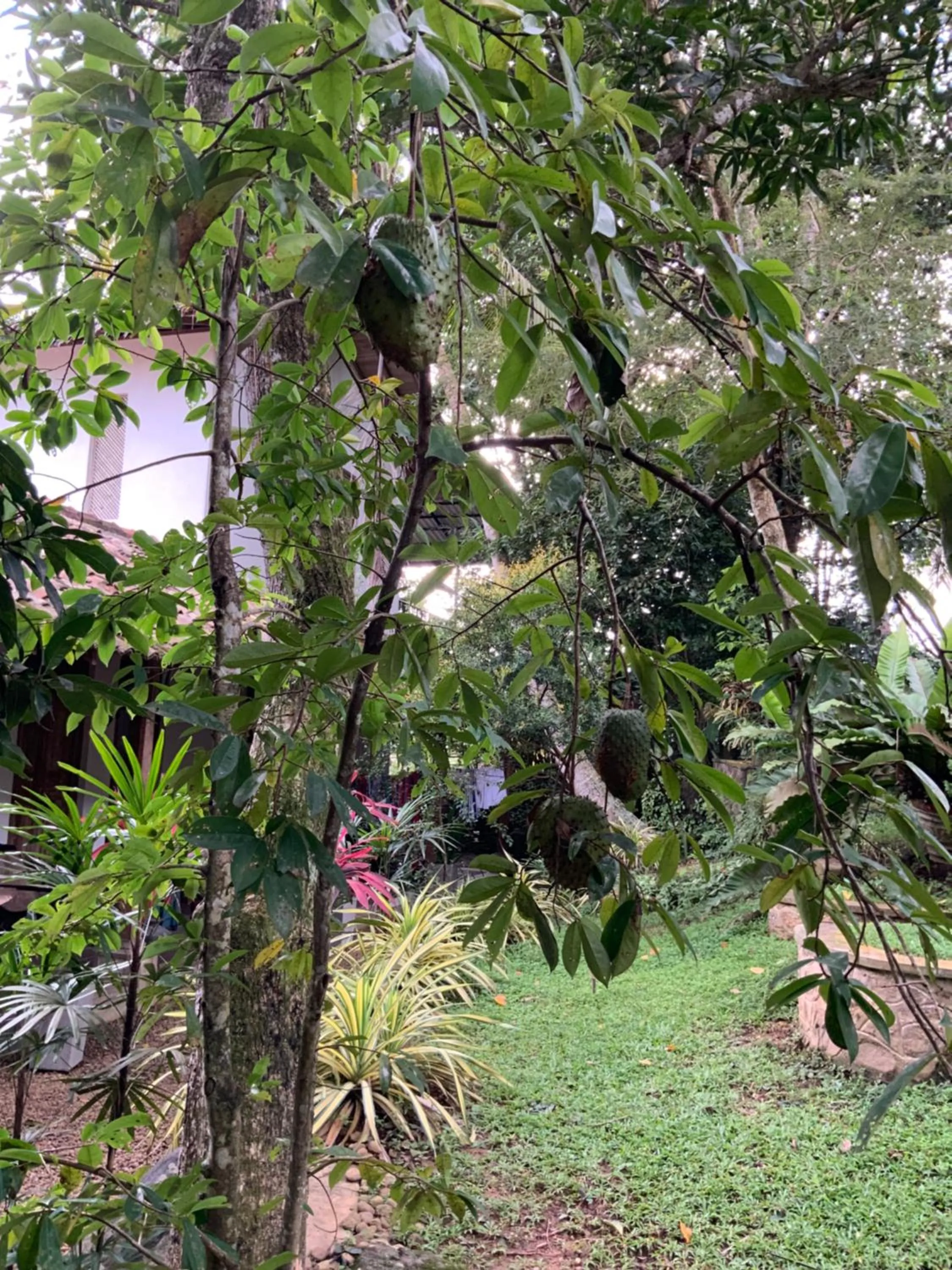 Garden in Lali Villa & Fruit Garden