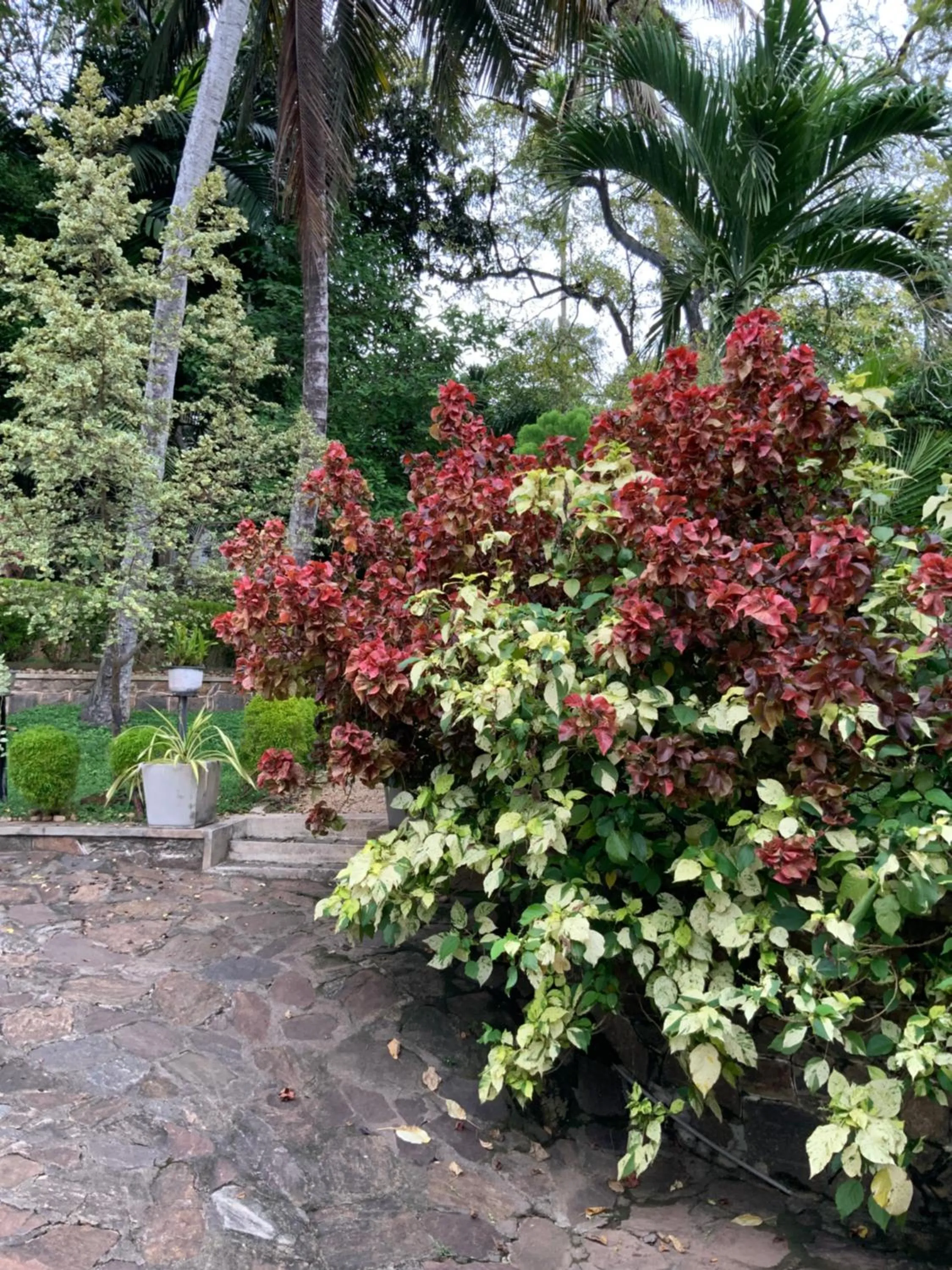 Garden in Lali Villa & Fruit Garden