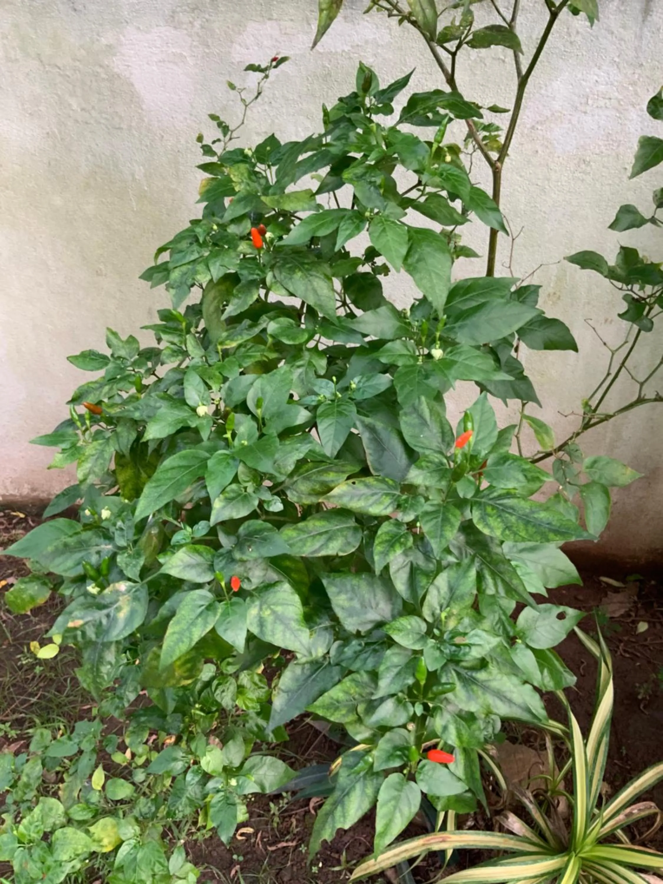 Garden view in Lali Villa & Fruit Garden