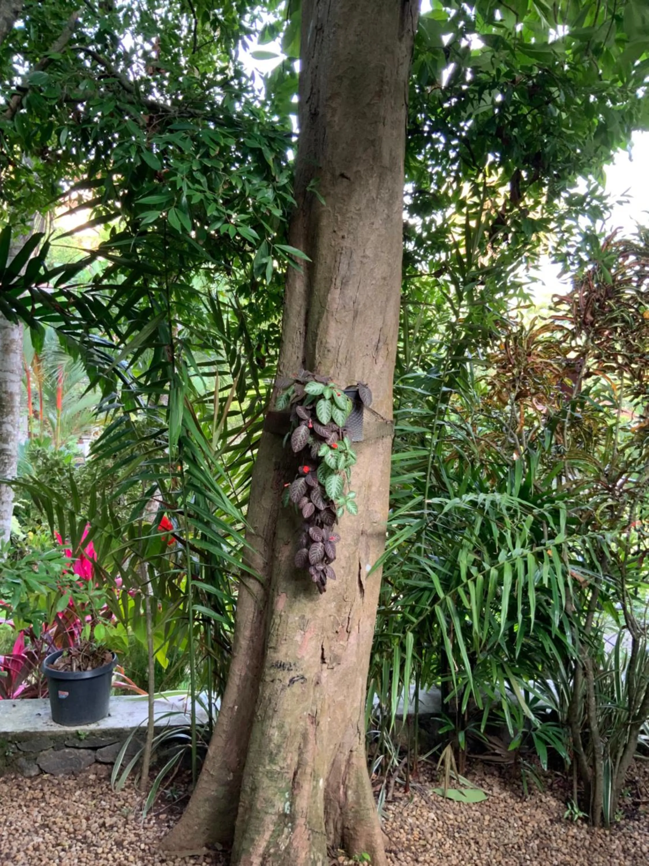 Garden view in Lali Villa & Fruit Garden