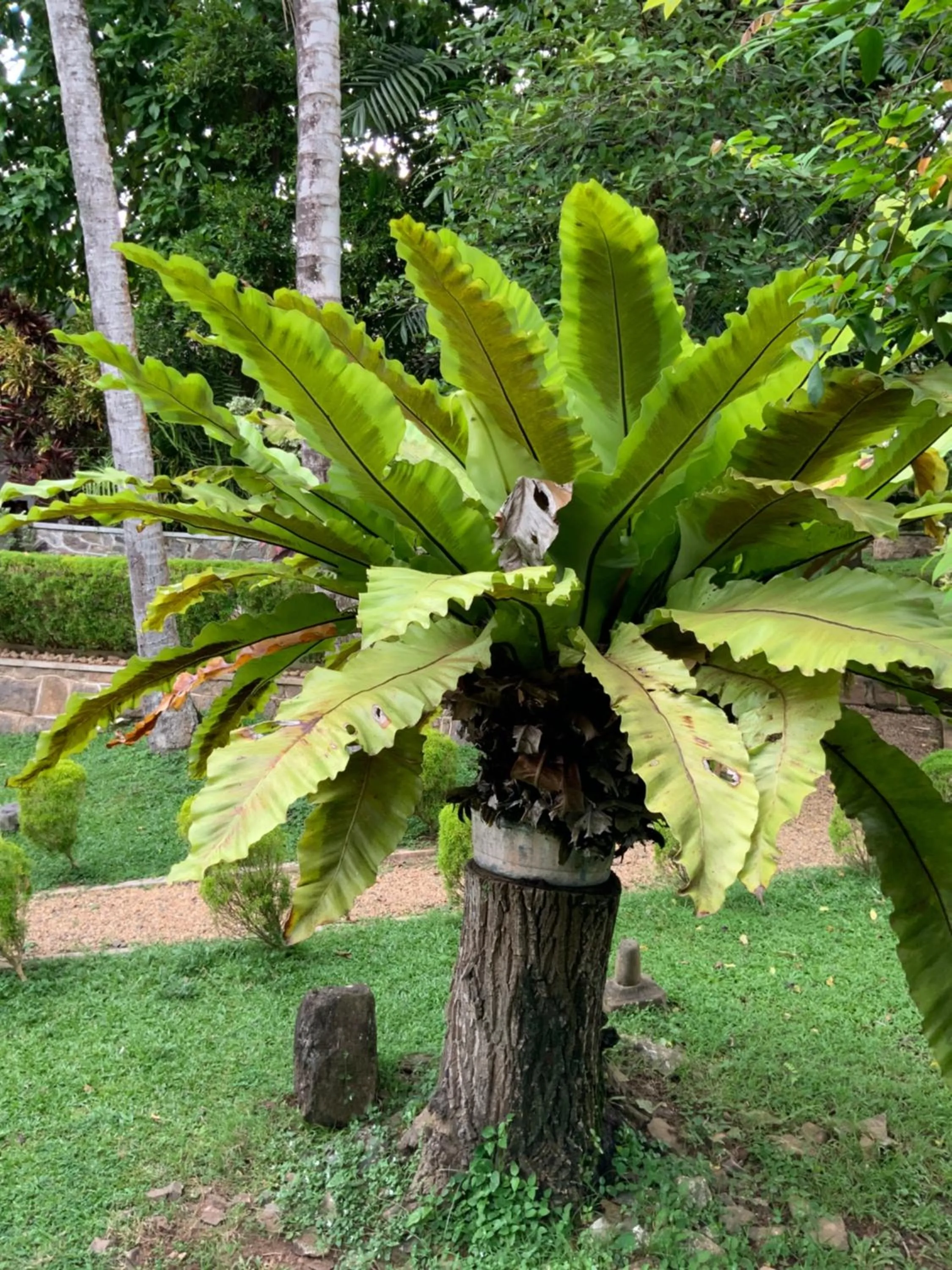 Day in Lali Villa & Fruit Garden