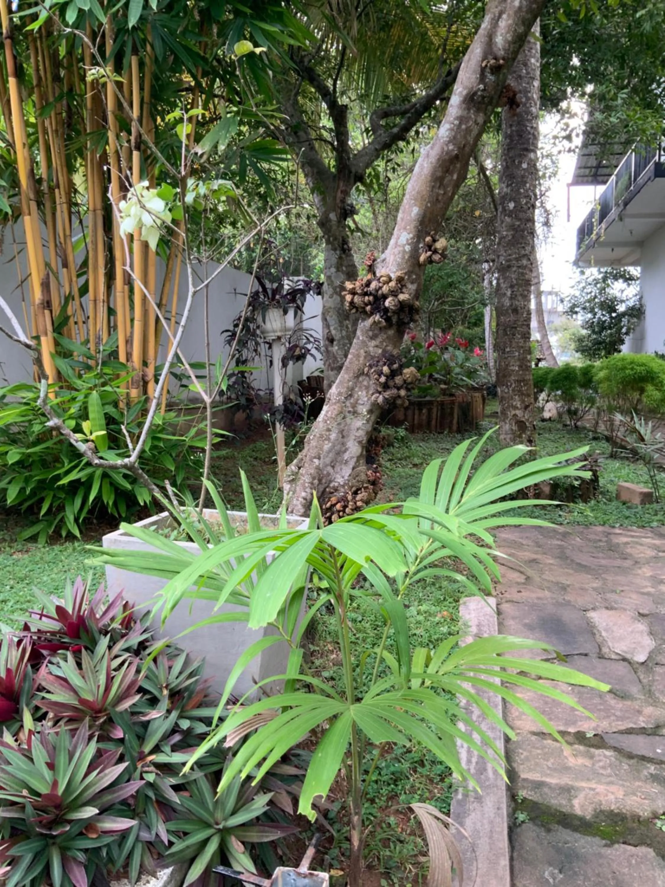 Garden in Lali Villa & Fruit Garden