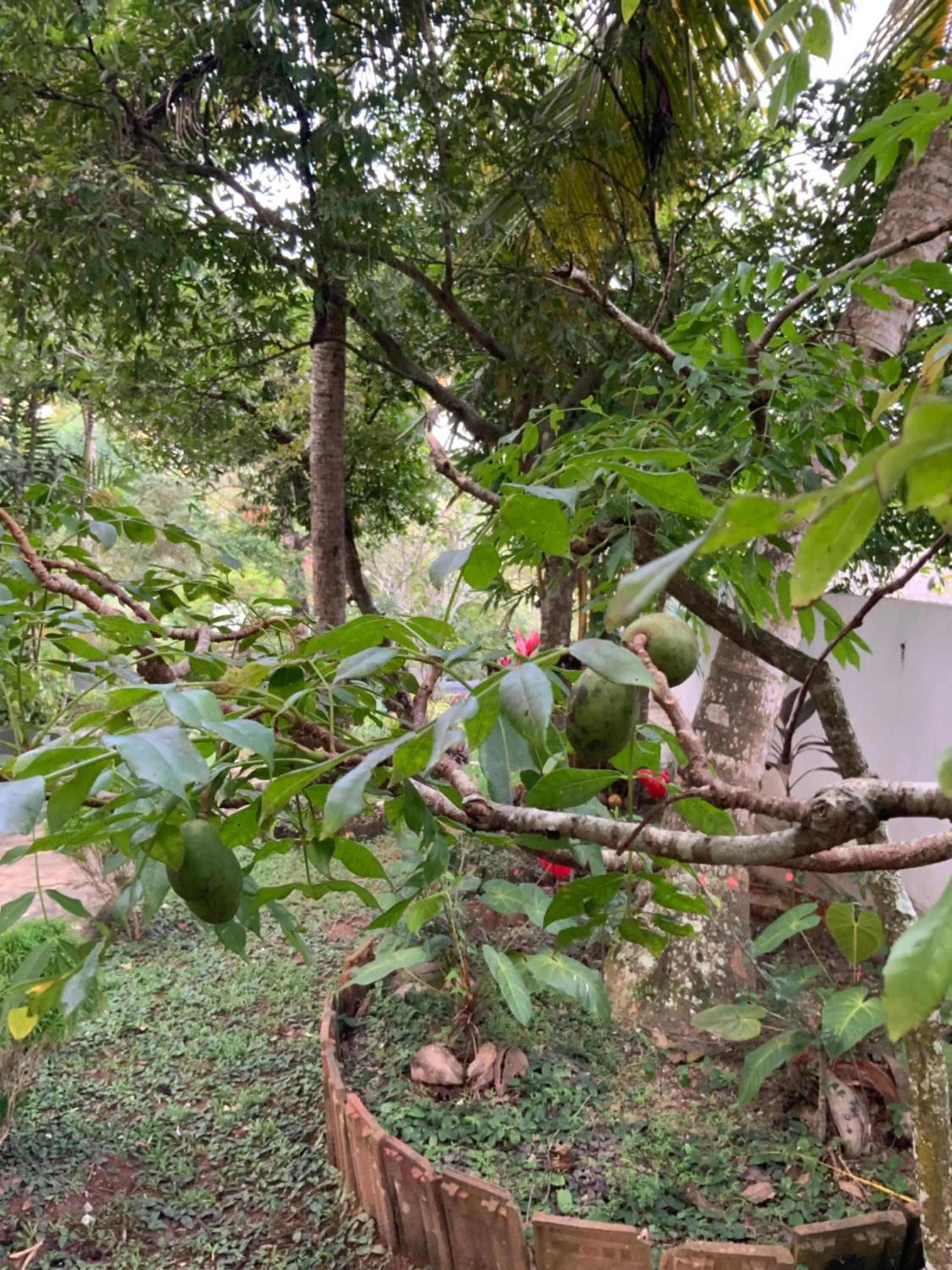 Garden in Lali Villa & Fruit Garden