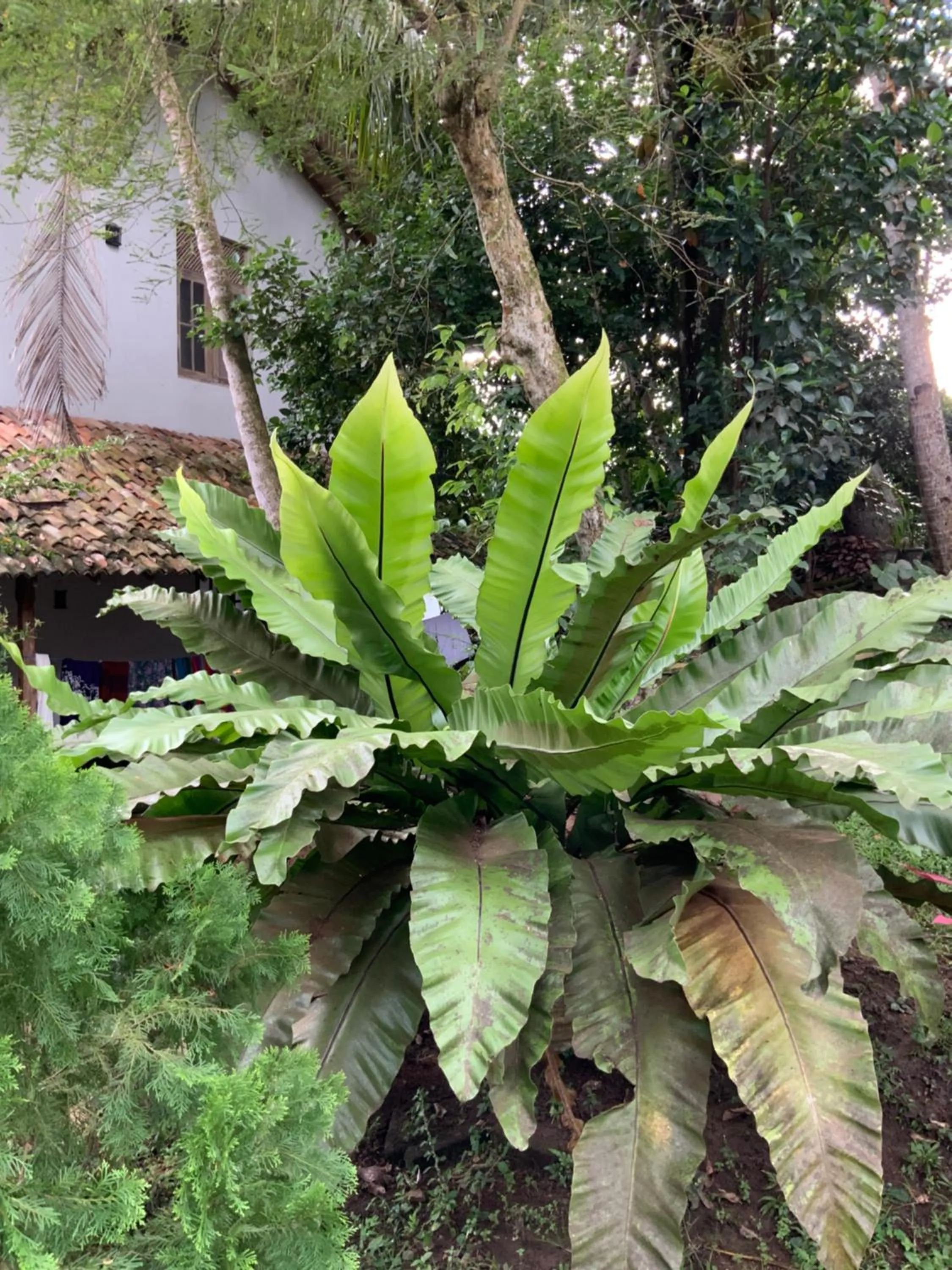 Day in Lali Villa & Fruit Garden