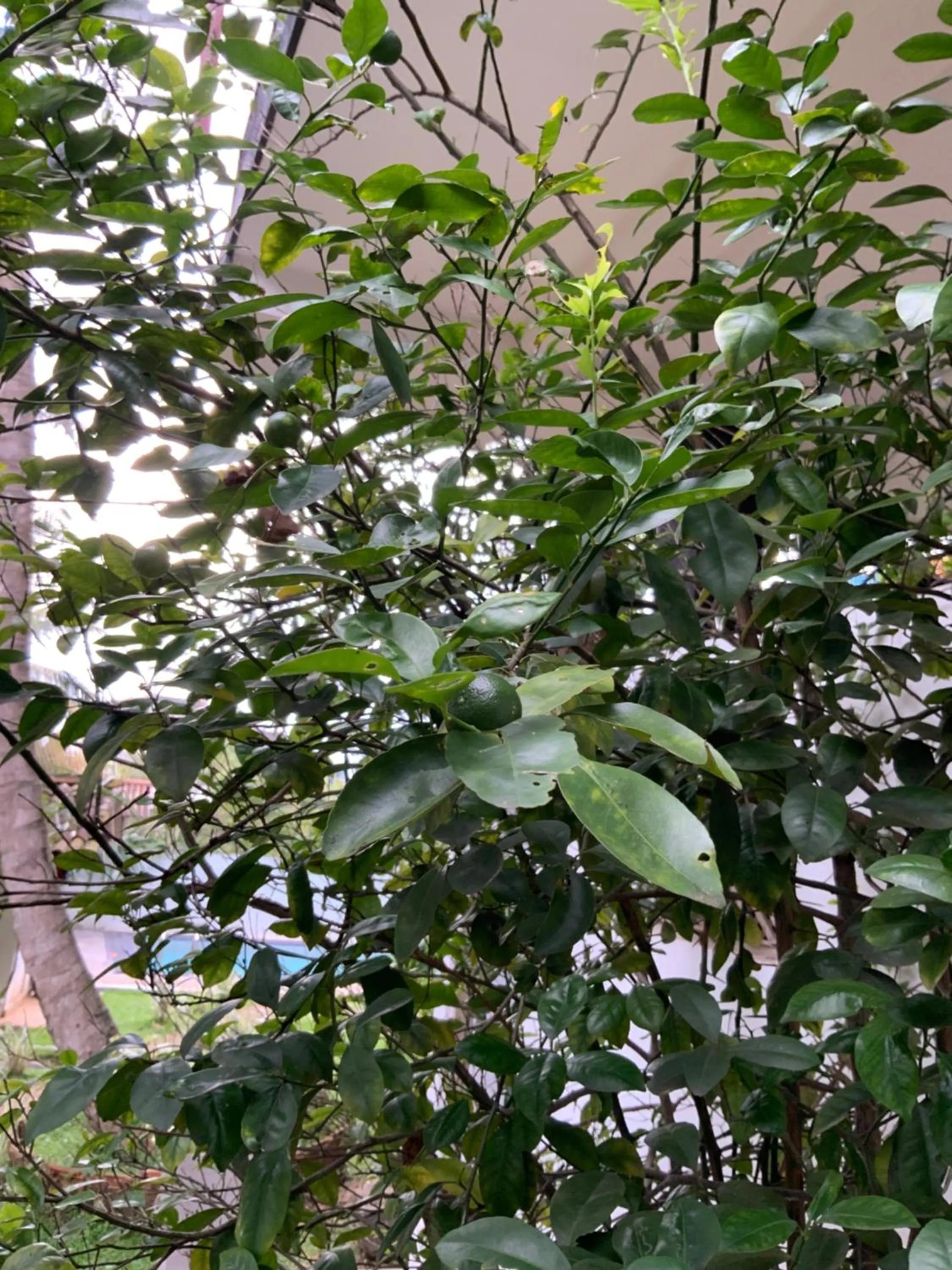 Garden in Lali Villa & Fruit Garden