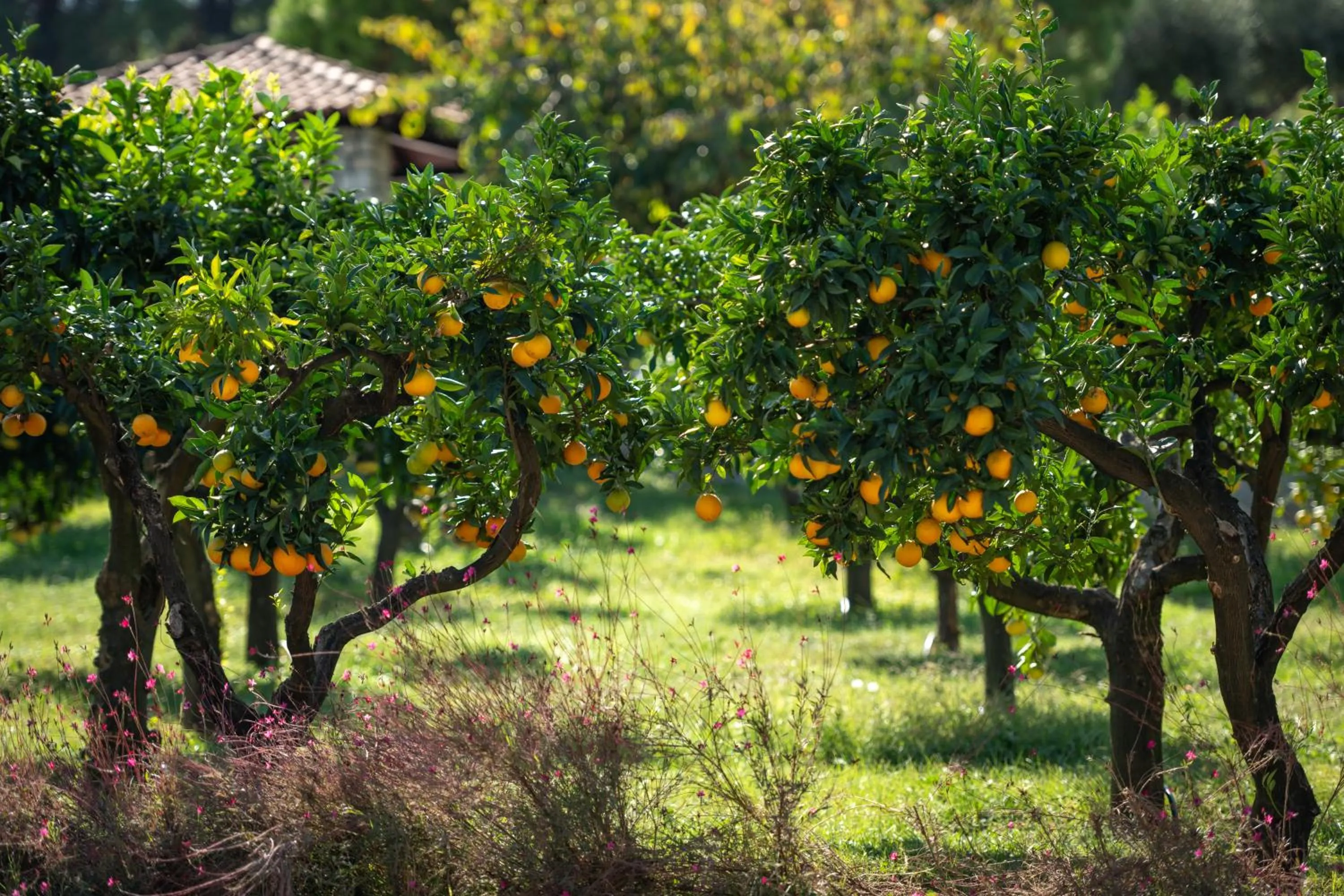 Garden in Mitsis Alexander the Great Hotel