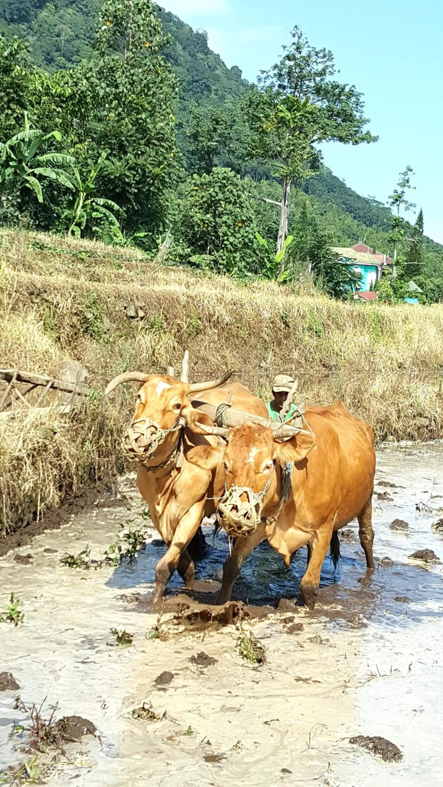 Other in Avila Ketapan Rame Hotel