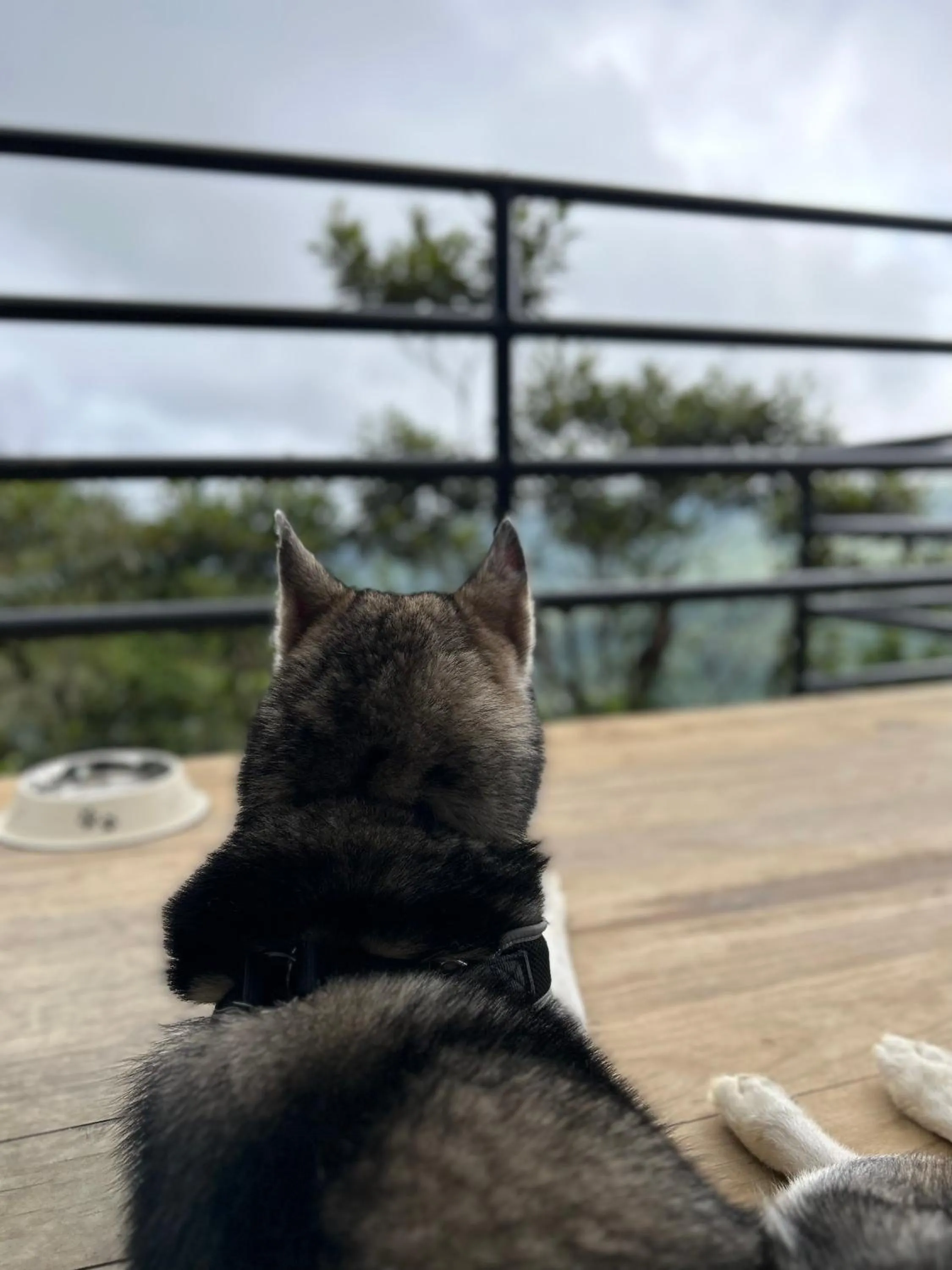 Pets in Nomada Republic Hotel El valle