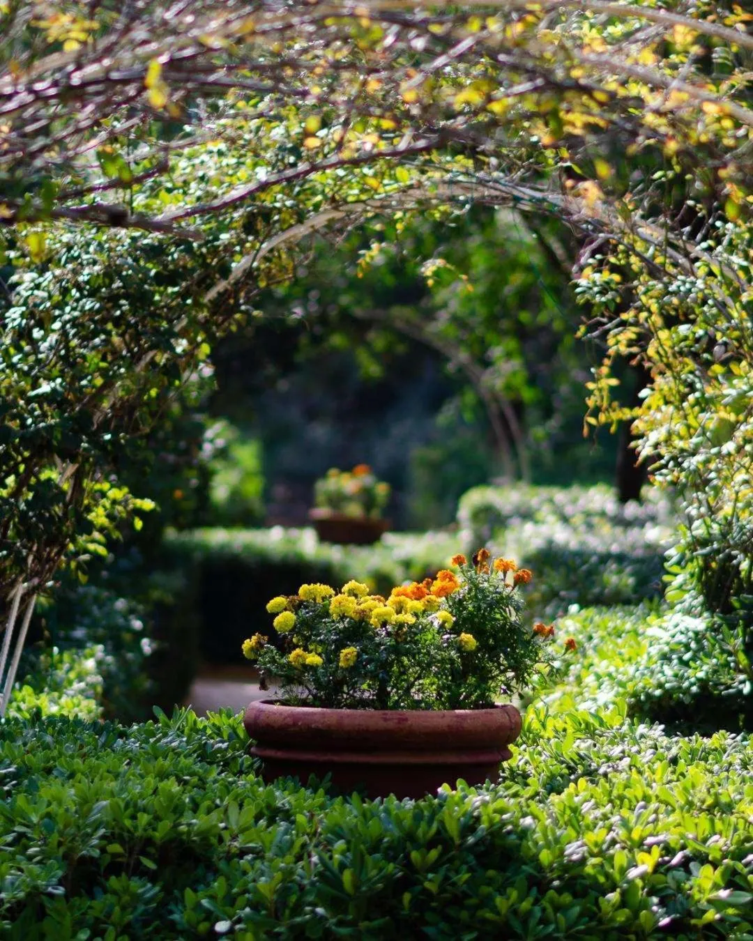 Garden in Dionysos Hotel