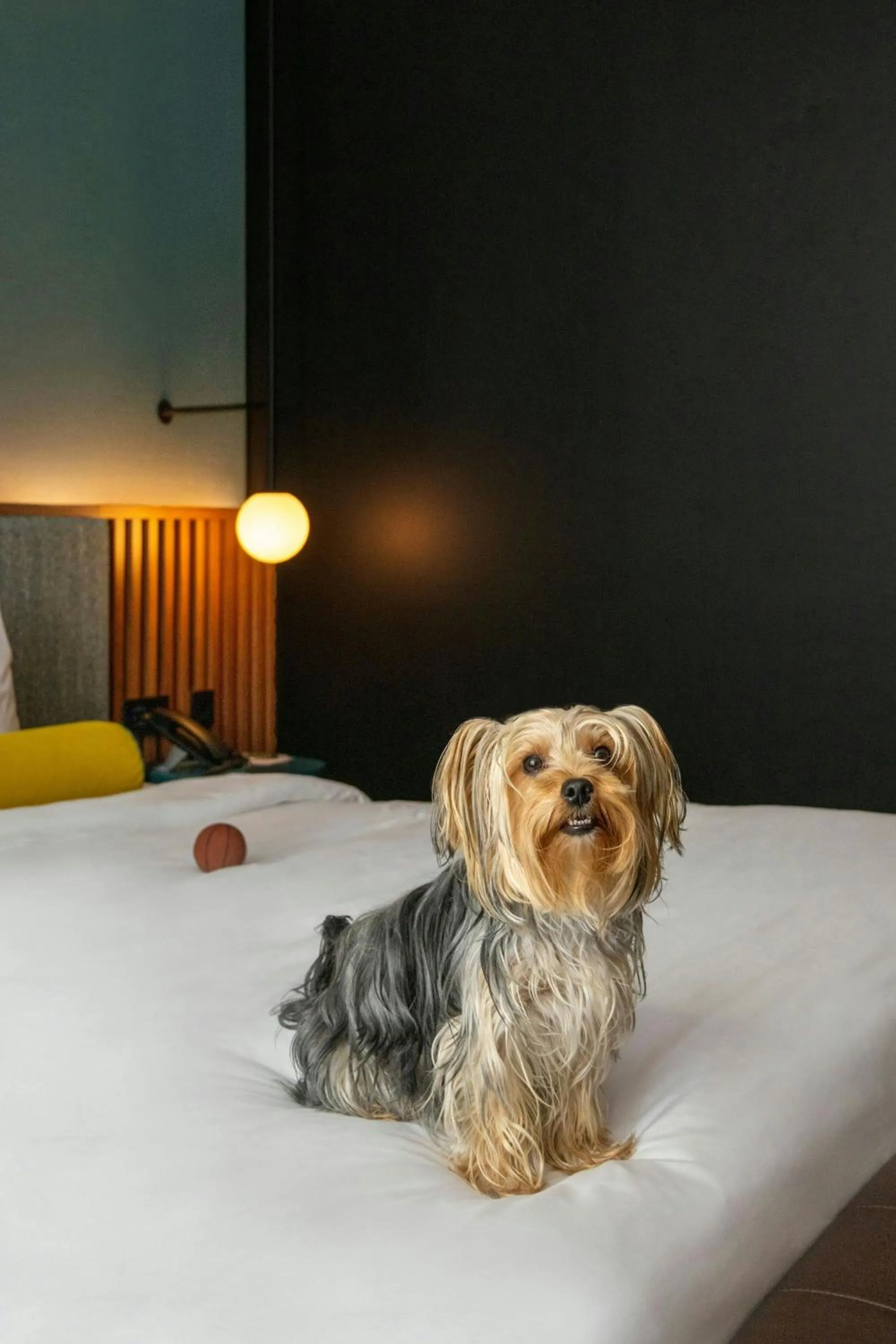 Photo of the whole room in Renaissance Porto Lapa Hotel