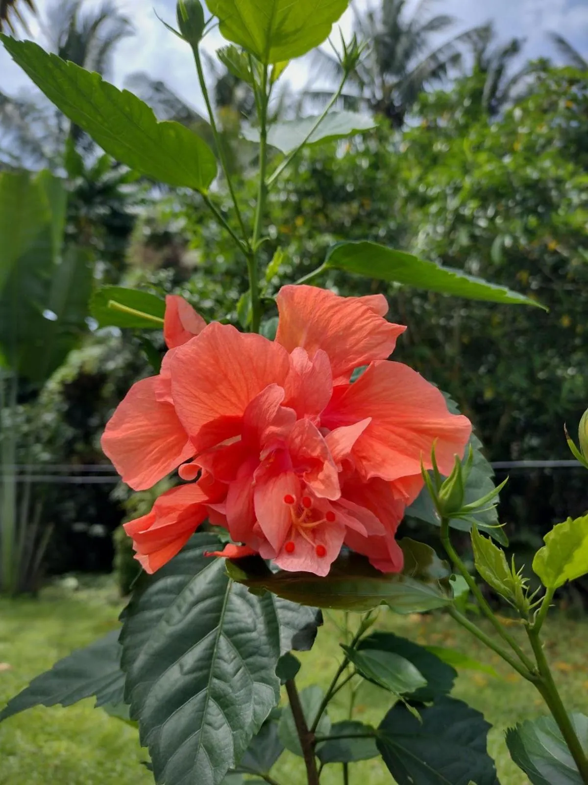Happy Coconut Camiguin