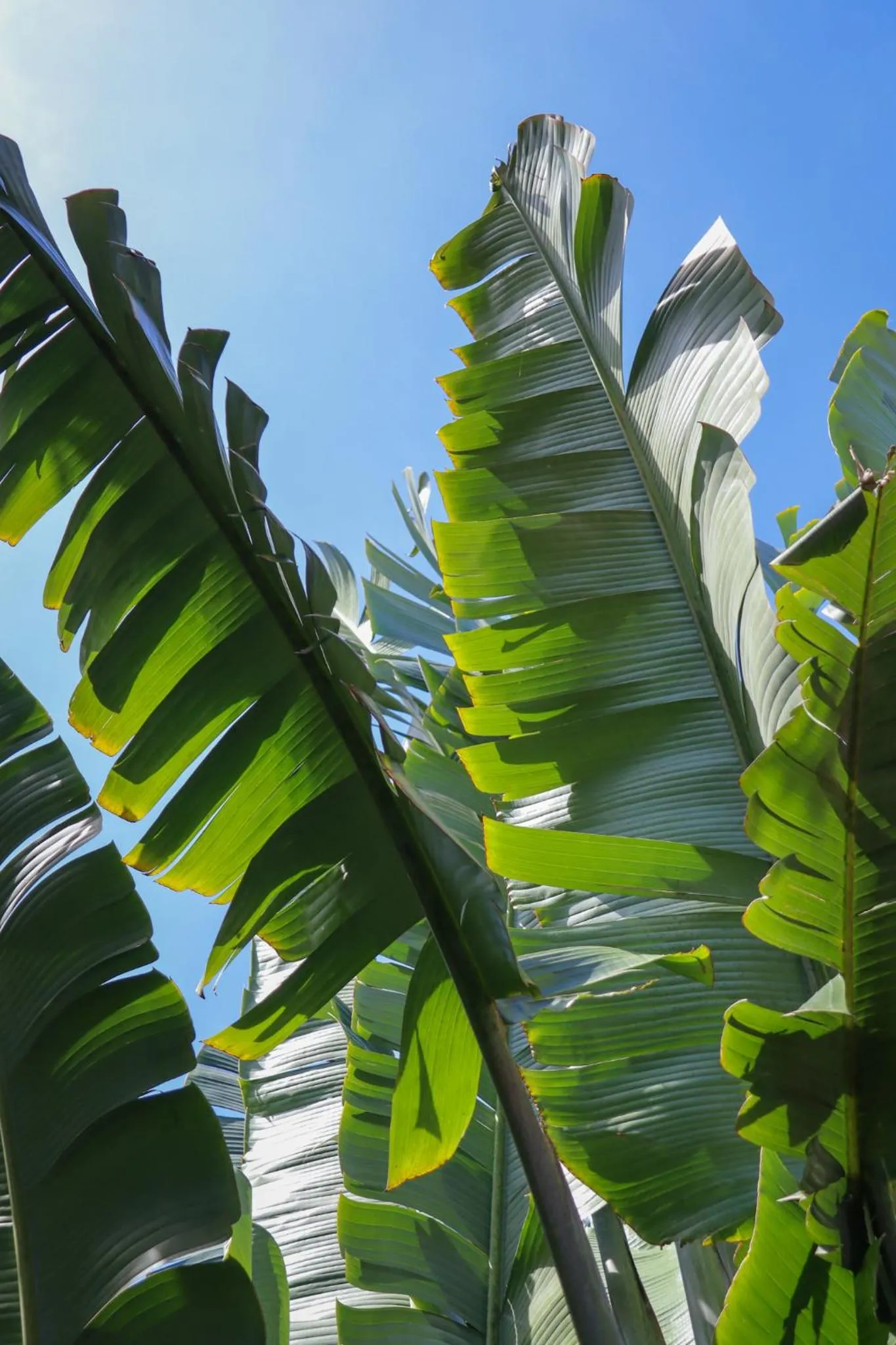 Garden in Happy Coconut Camiguin