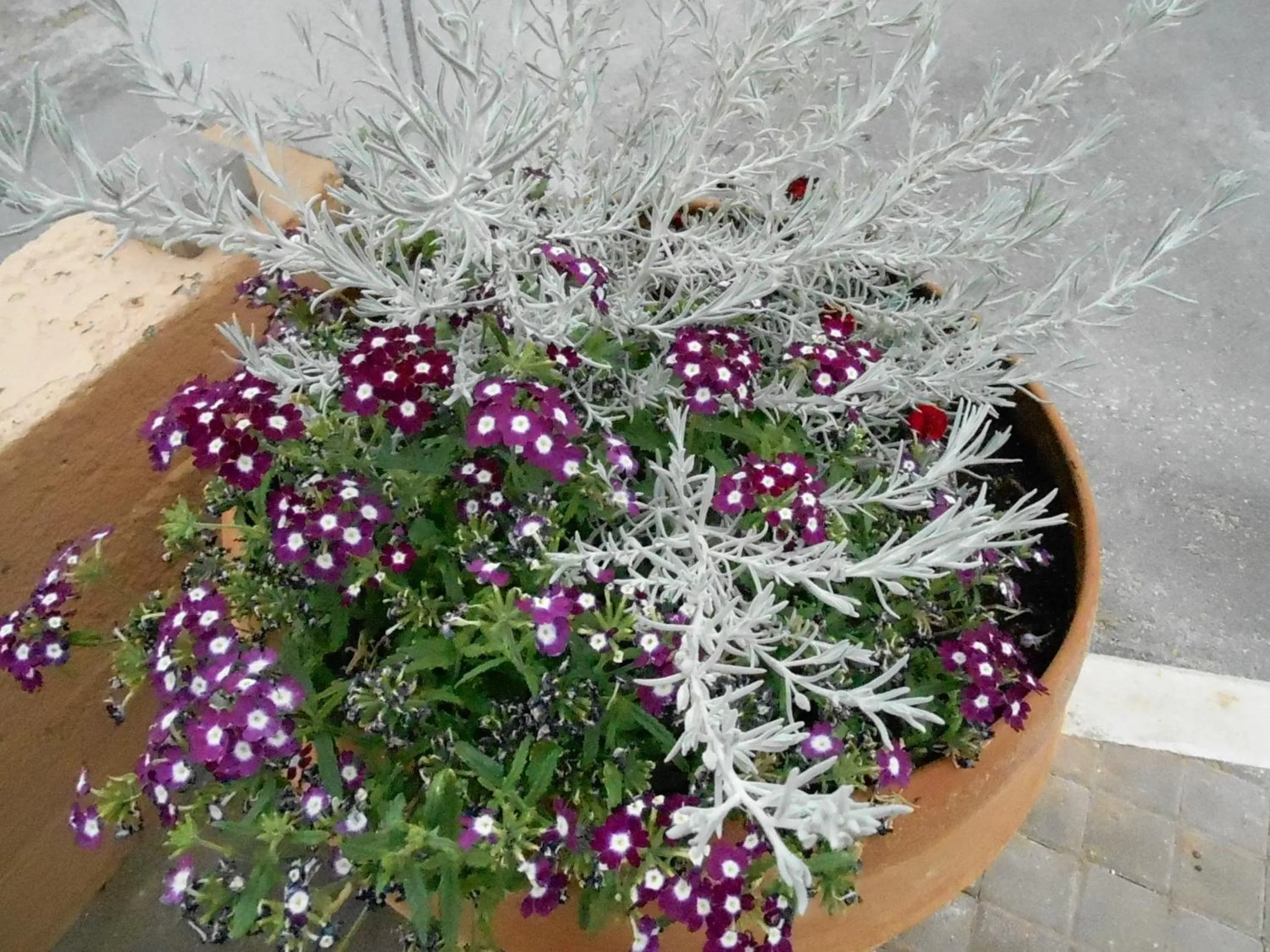 Garden in Nanakis Beach Apartments