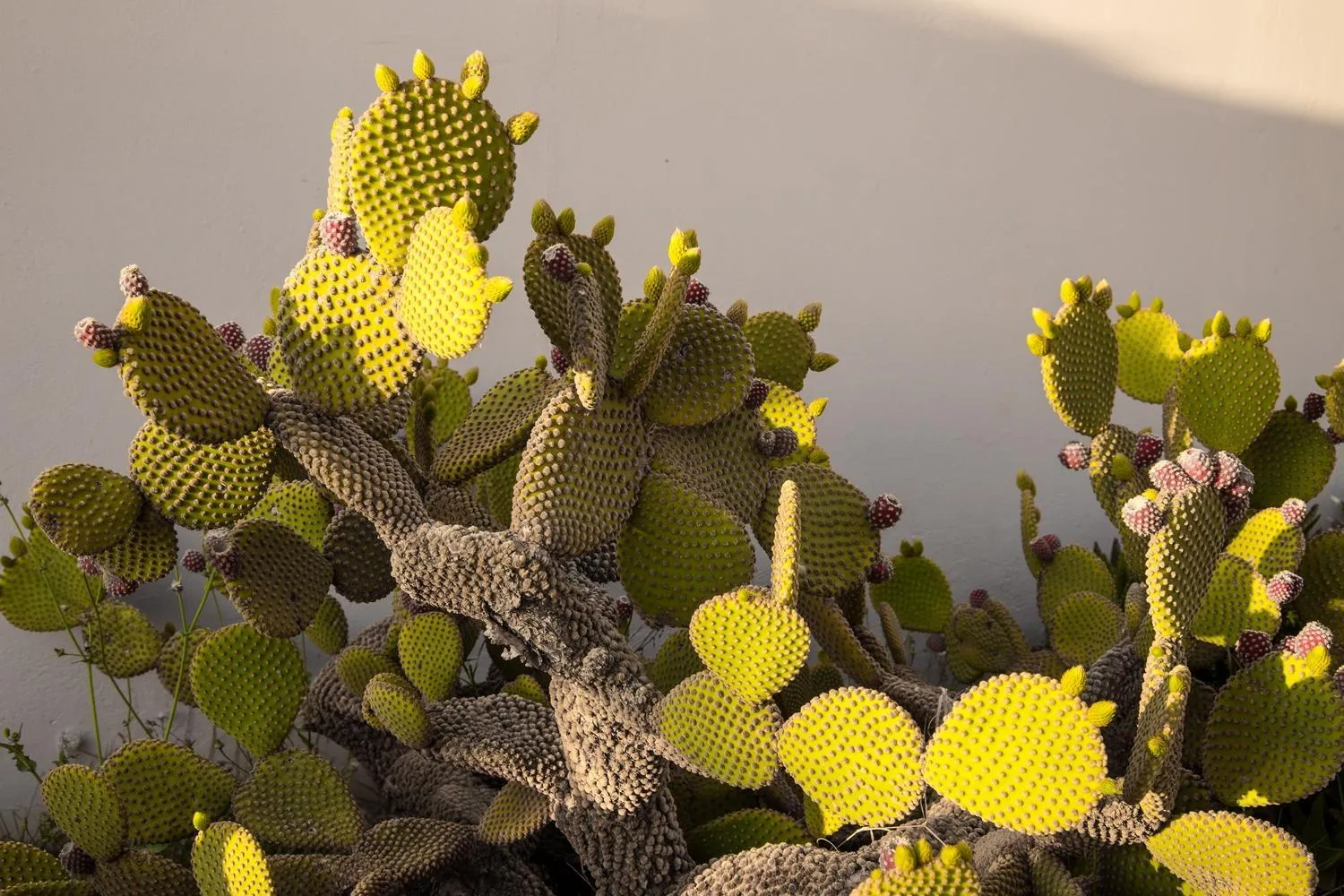 Natural landscape in Nanakis Beach Apartments