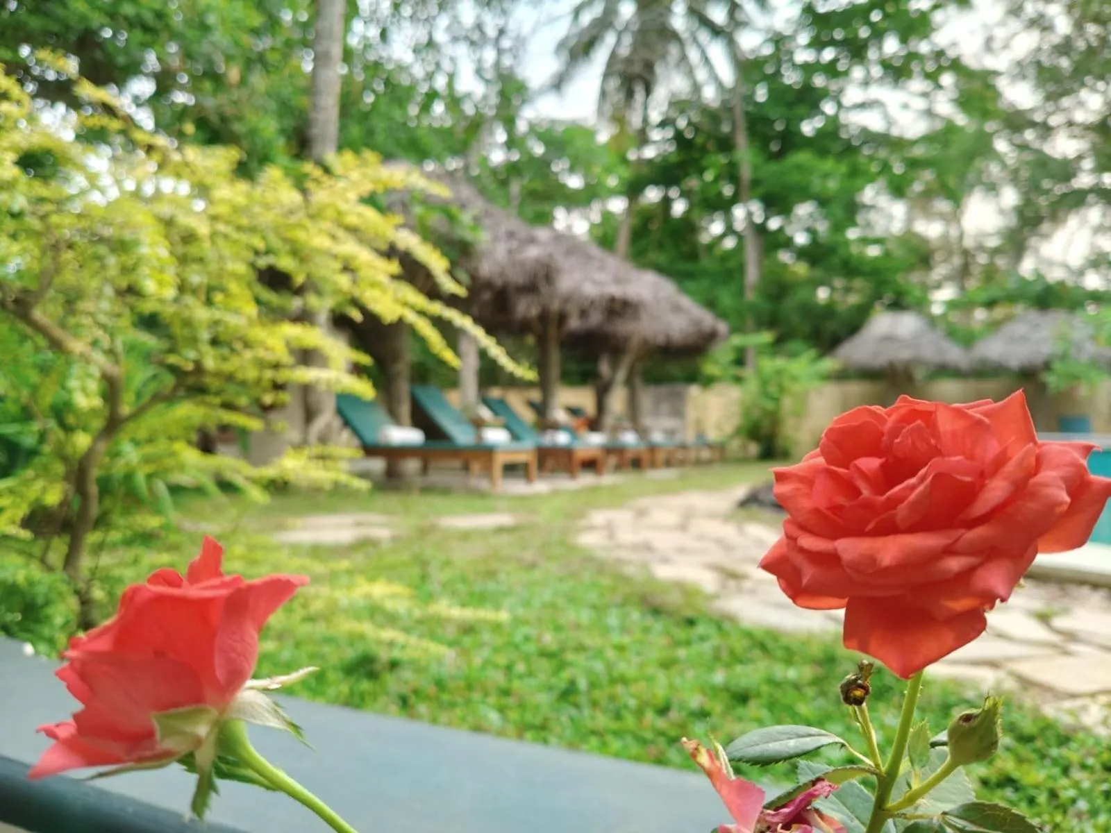 Garden view in Marari Beach Bungalow Resort Alleppey