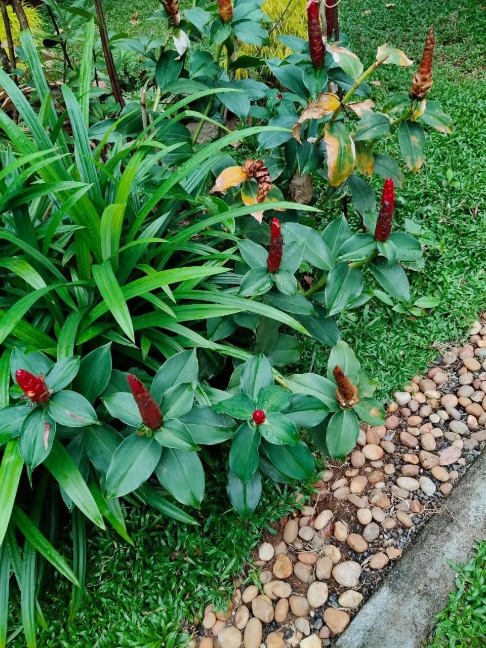Garden in Marari Beach Bungalow Resort Alleppey