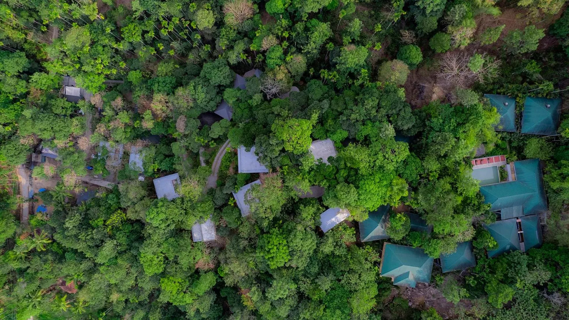 Bird's eye view in The Hive, Wayanad