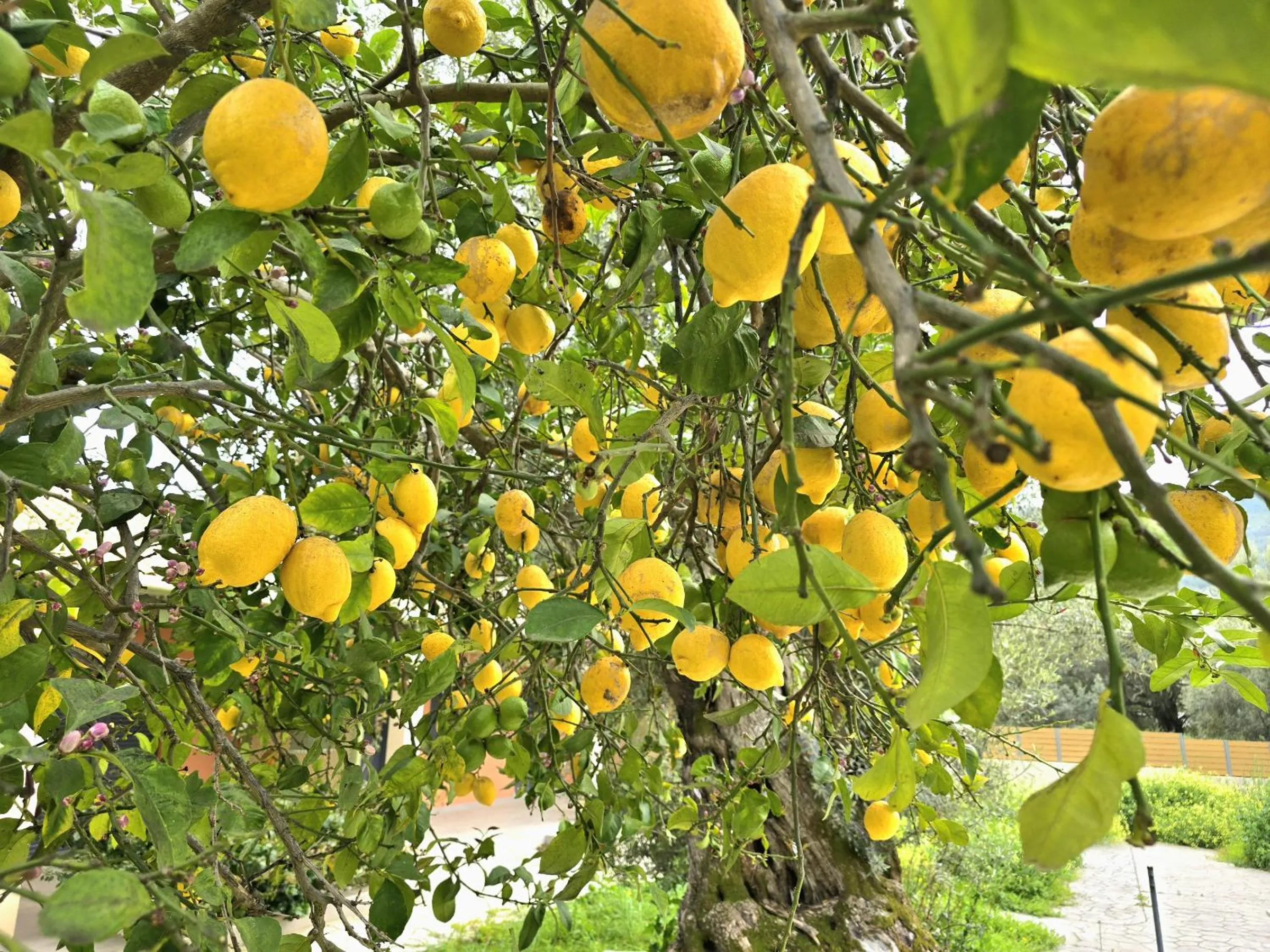 Garden in Seadrop Suites
