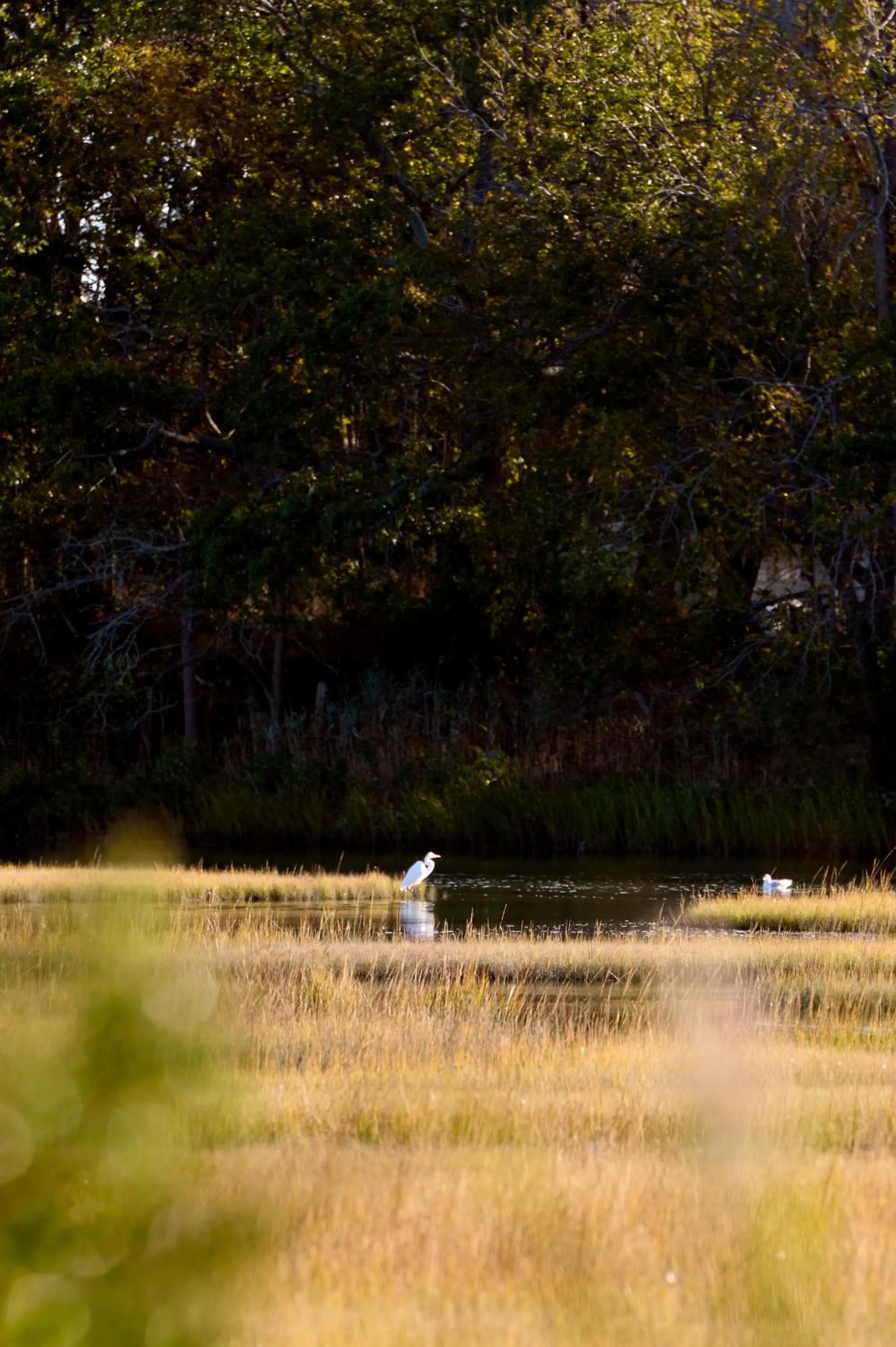 Natural landscape in Silver Sands Motel & Beach Bungalows