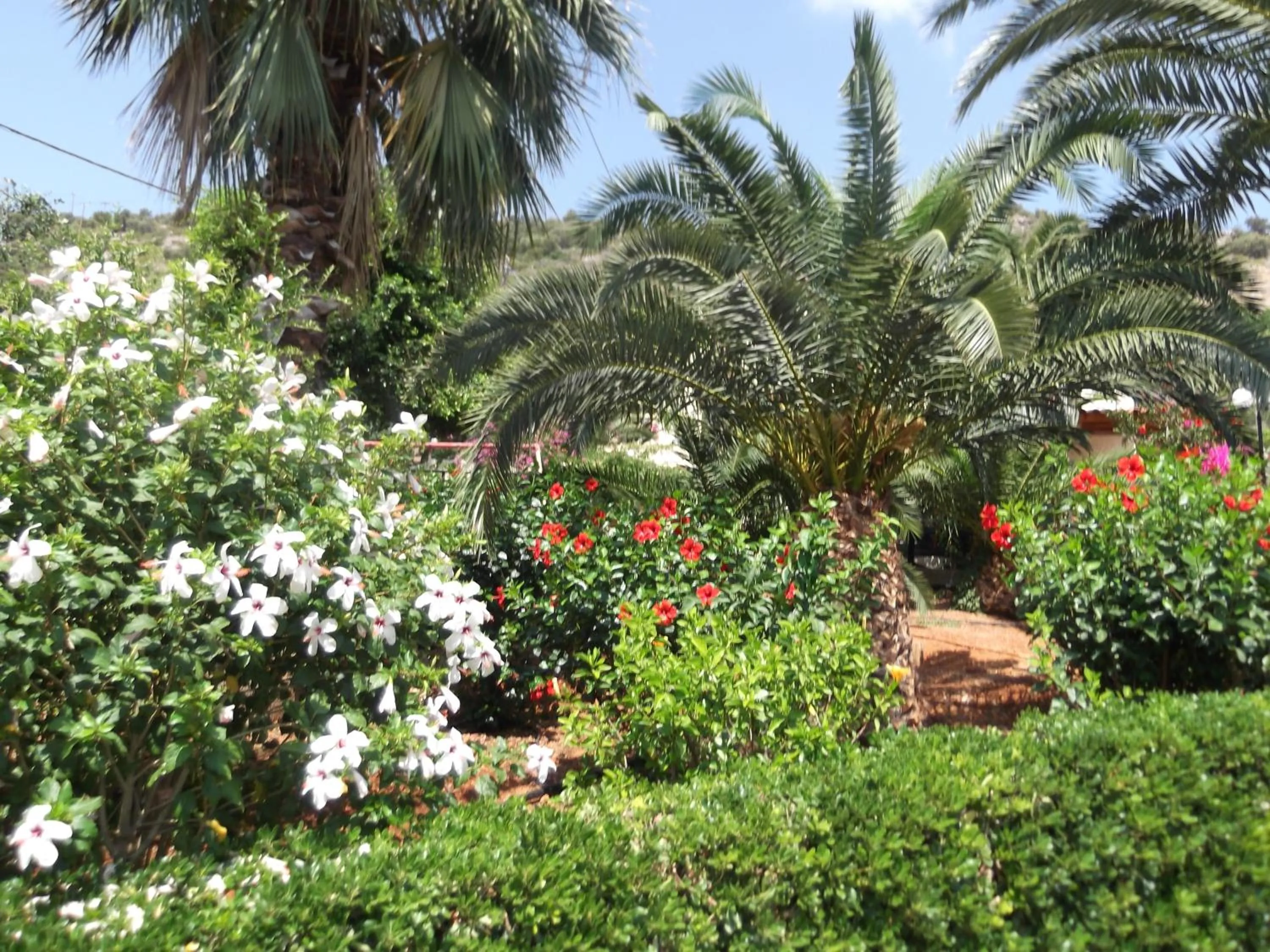Garden in Mariamare apts