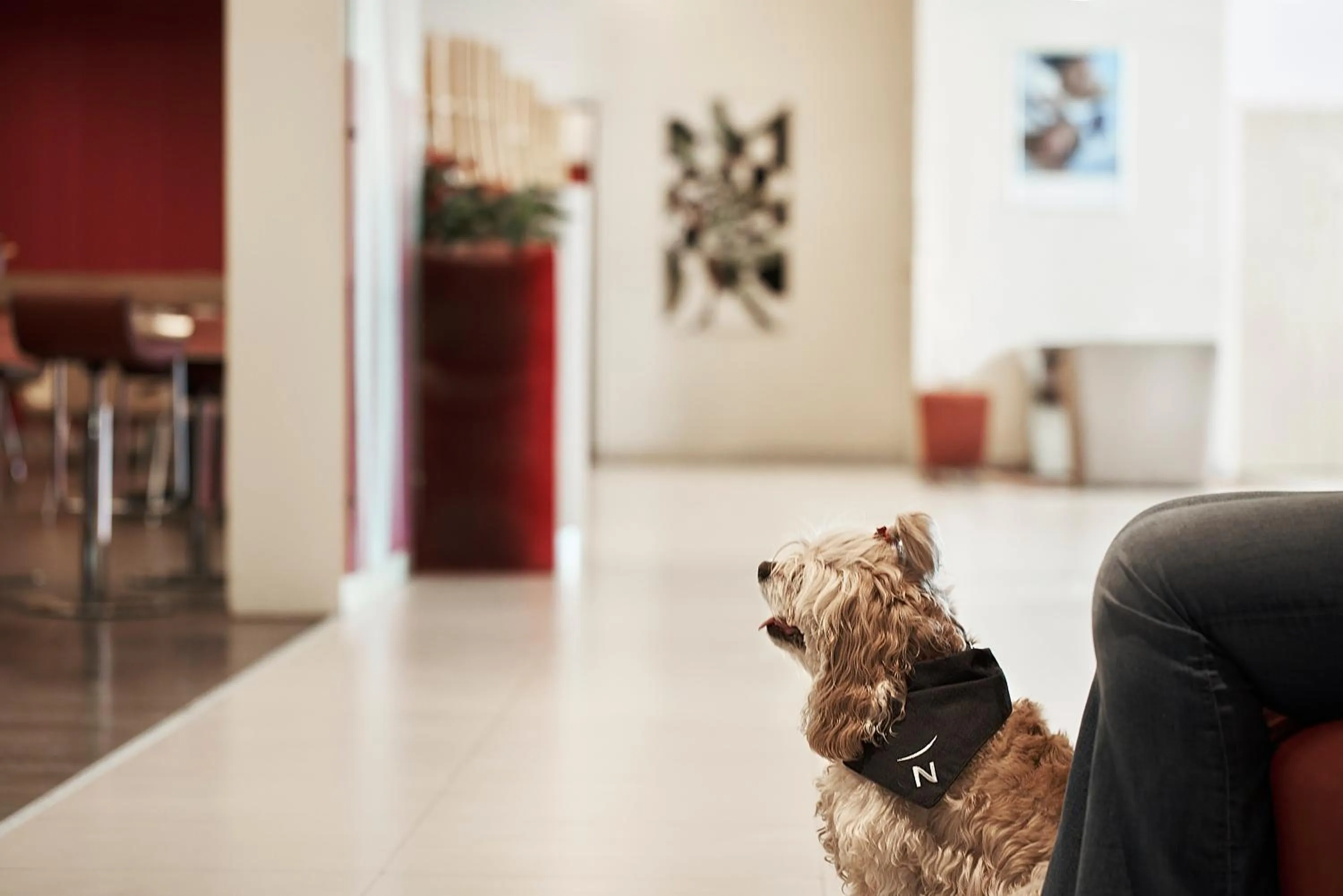 Pets in Novotel Athens