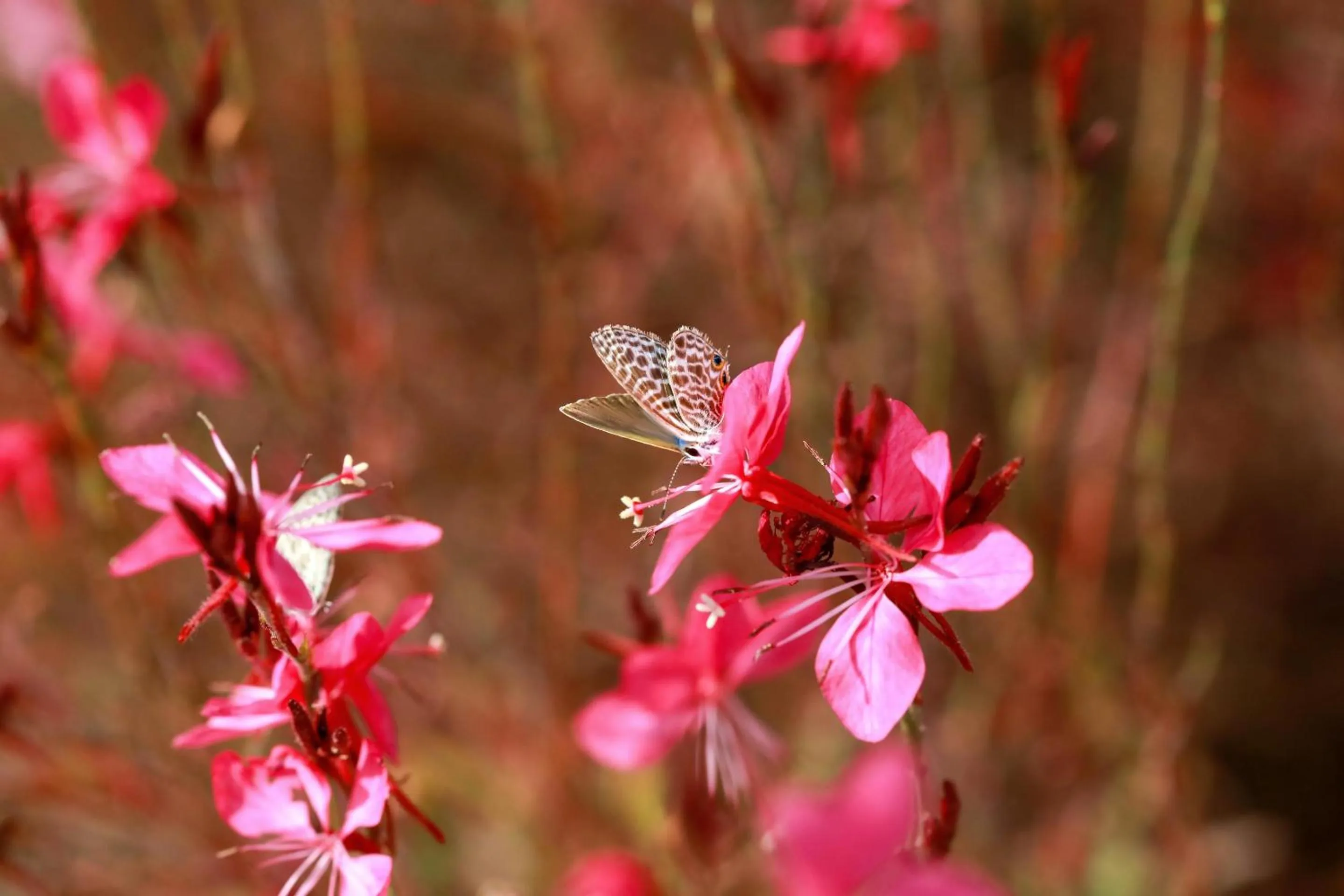 Garden in Ikos Dassia