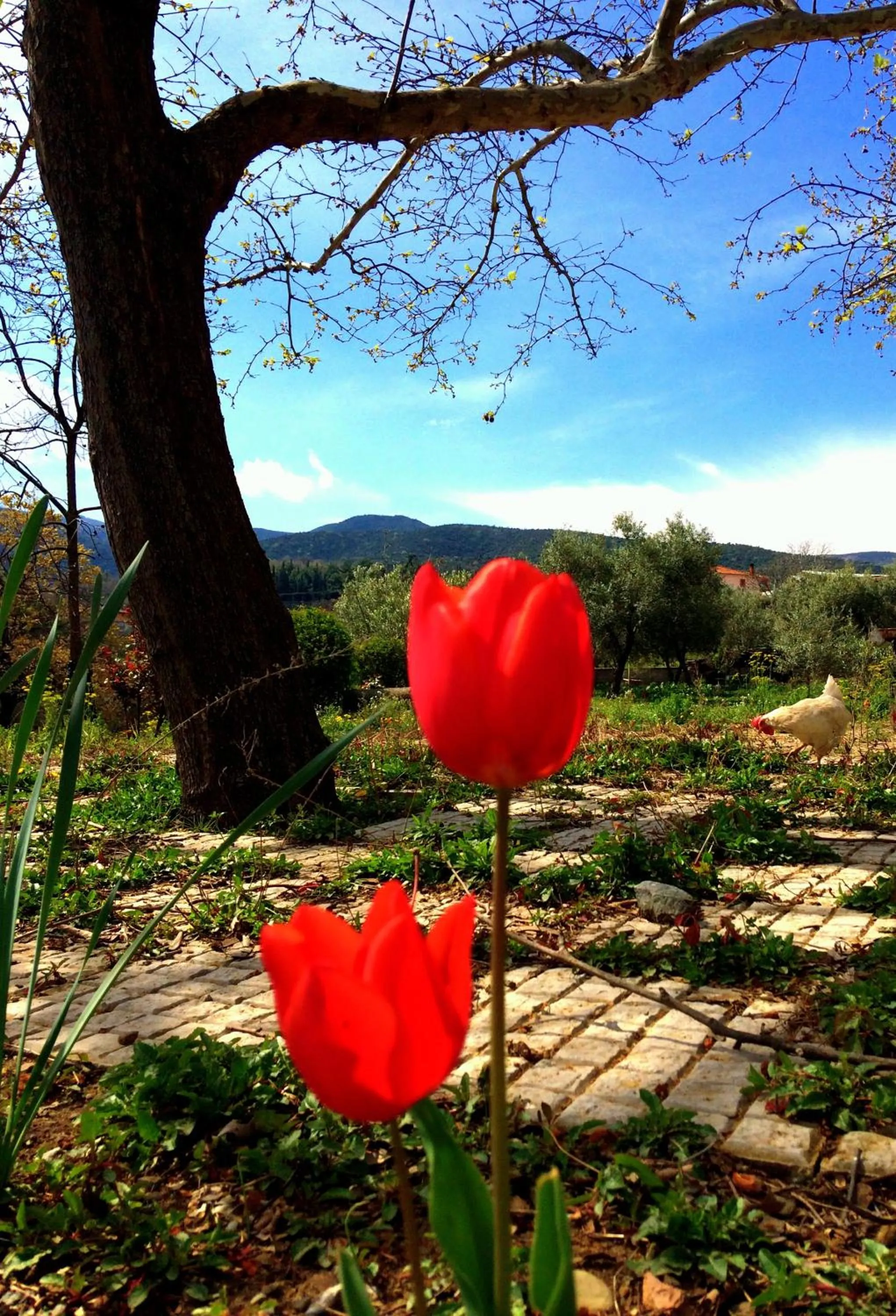 Evridiki