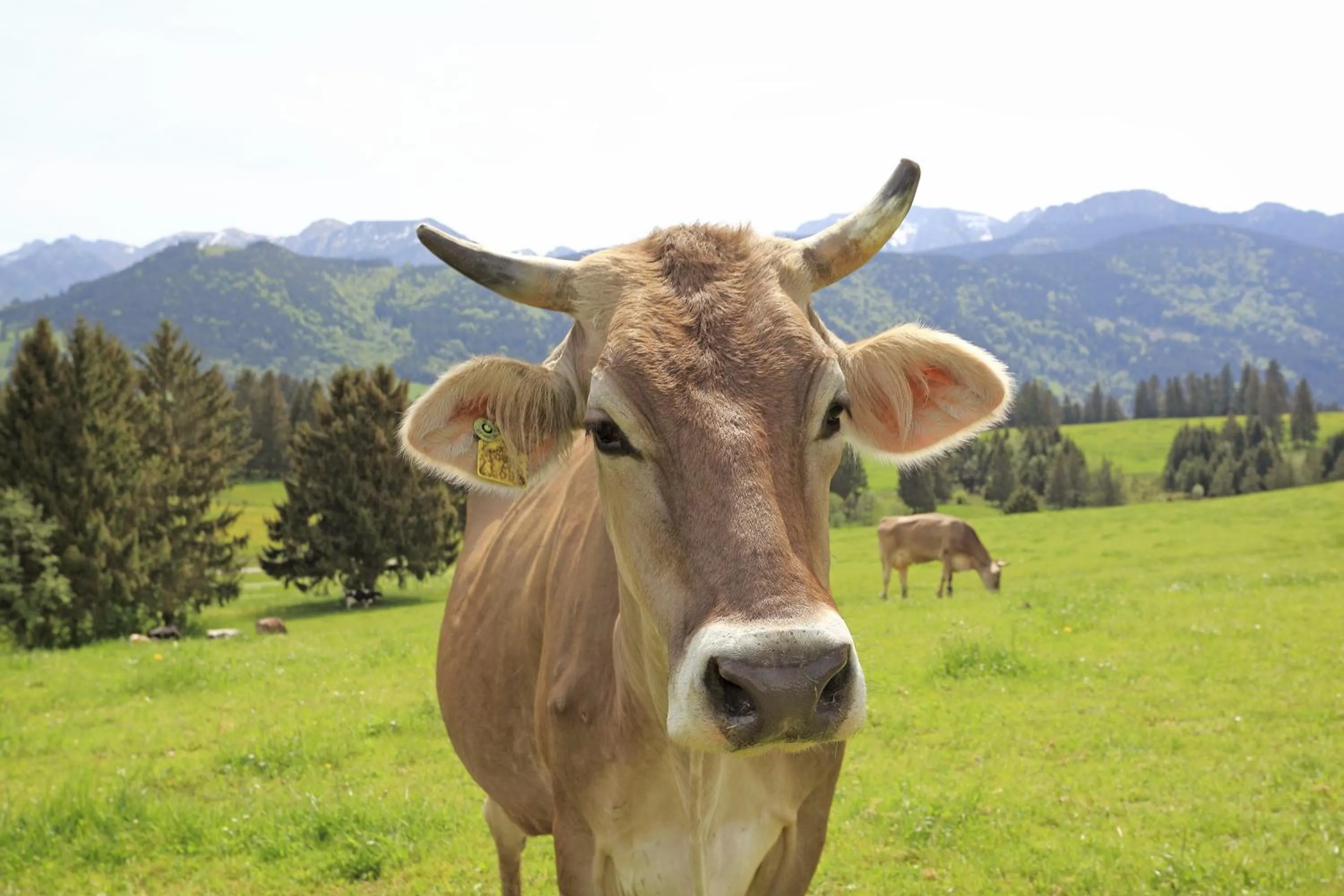 Natural landscape in Maximilian Appartements