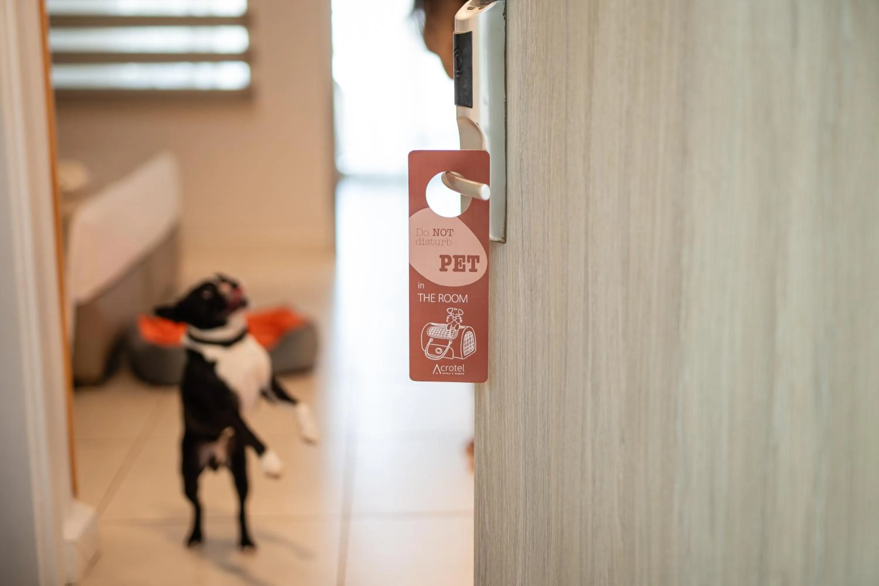 Pets in Acrotel Athena Pallas & Residence