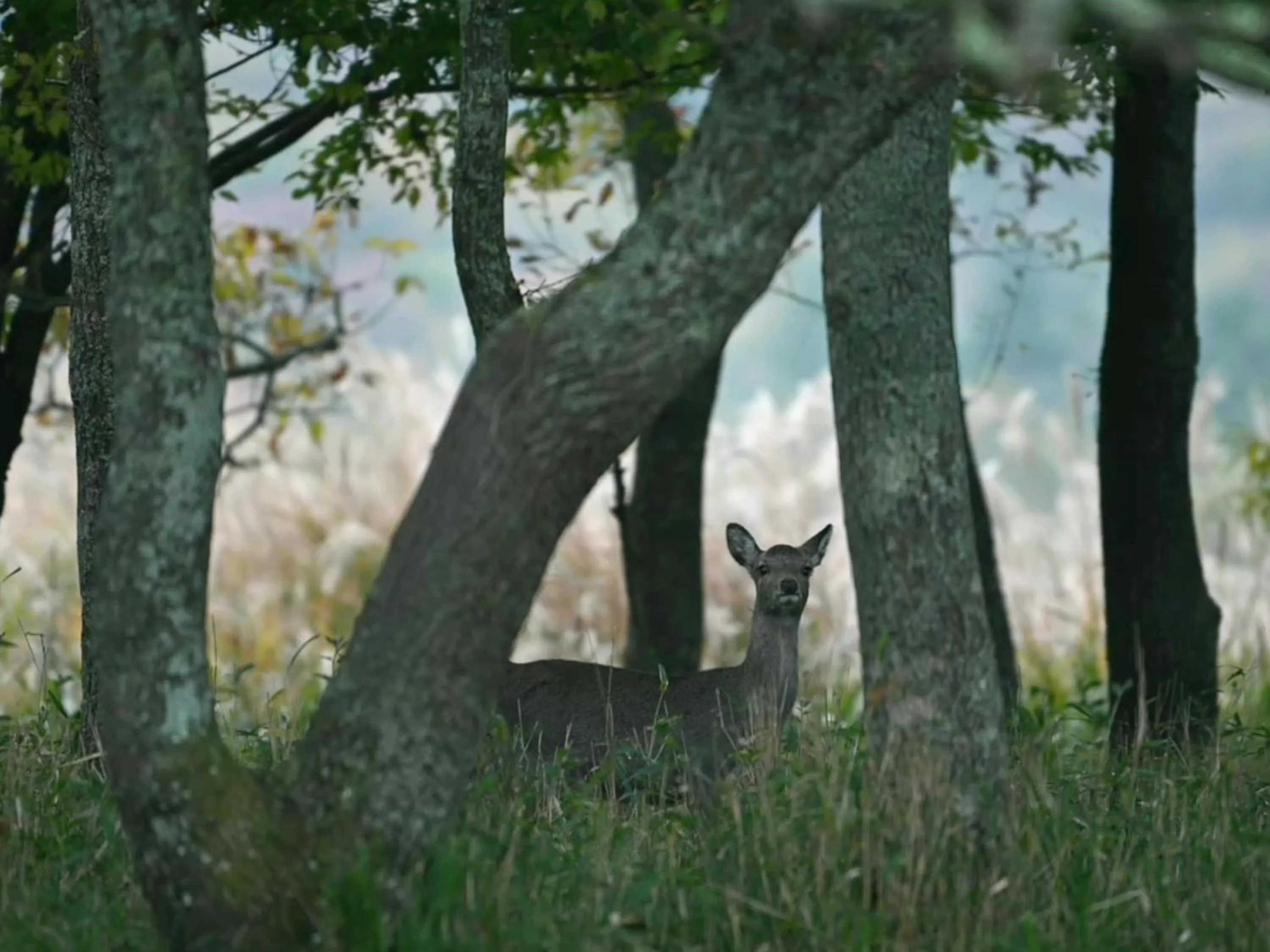 Natural landscape in The Sense of Wonder Holistic Glamping