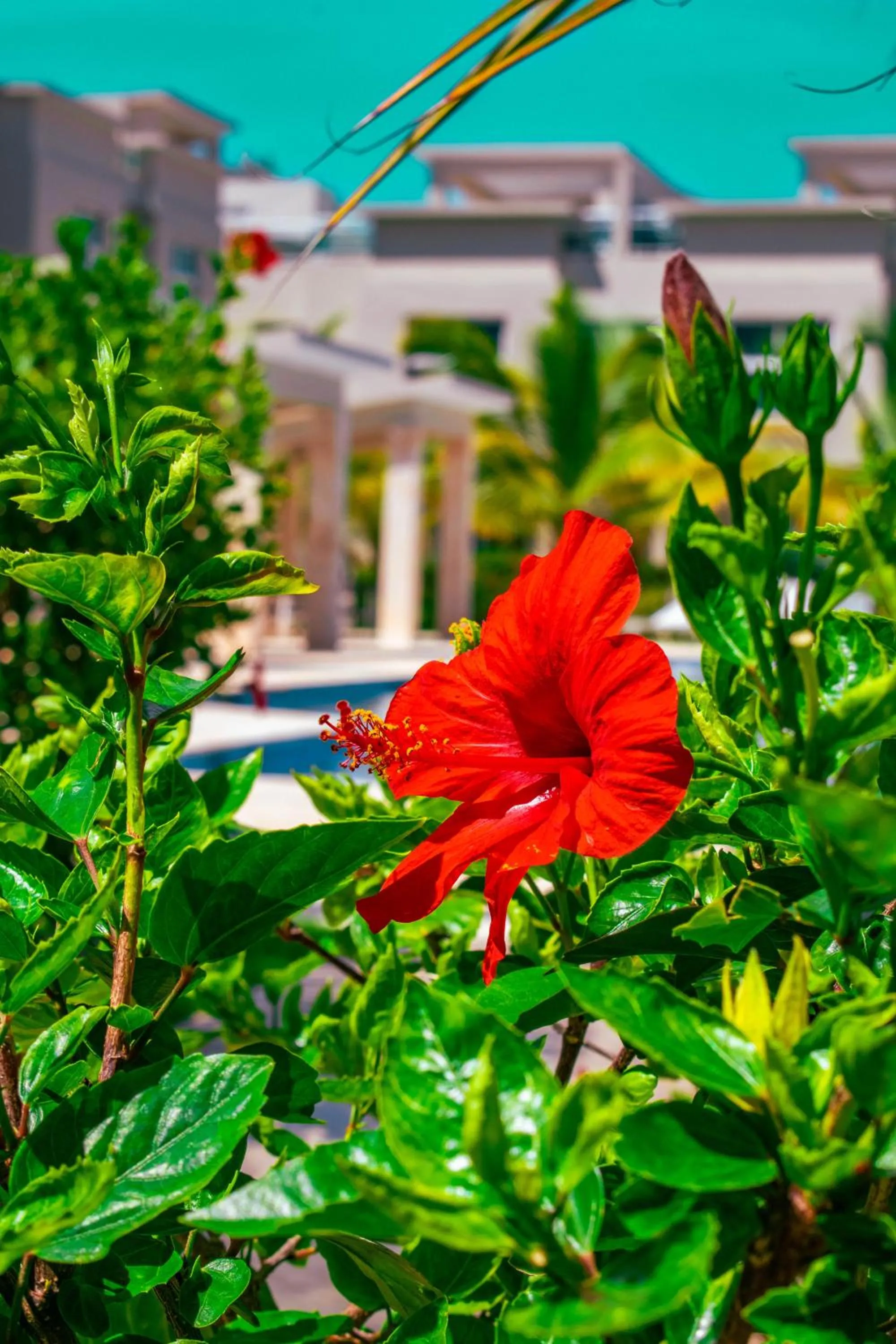 Playa Palmera Beach Resort