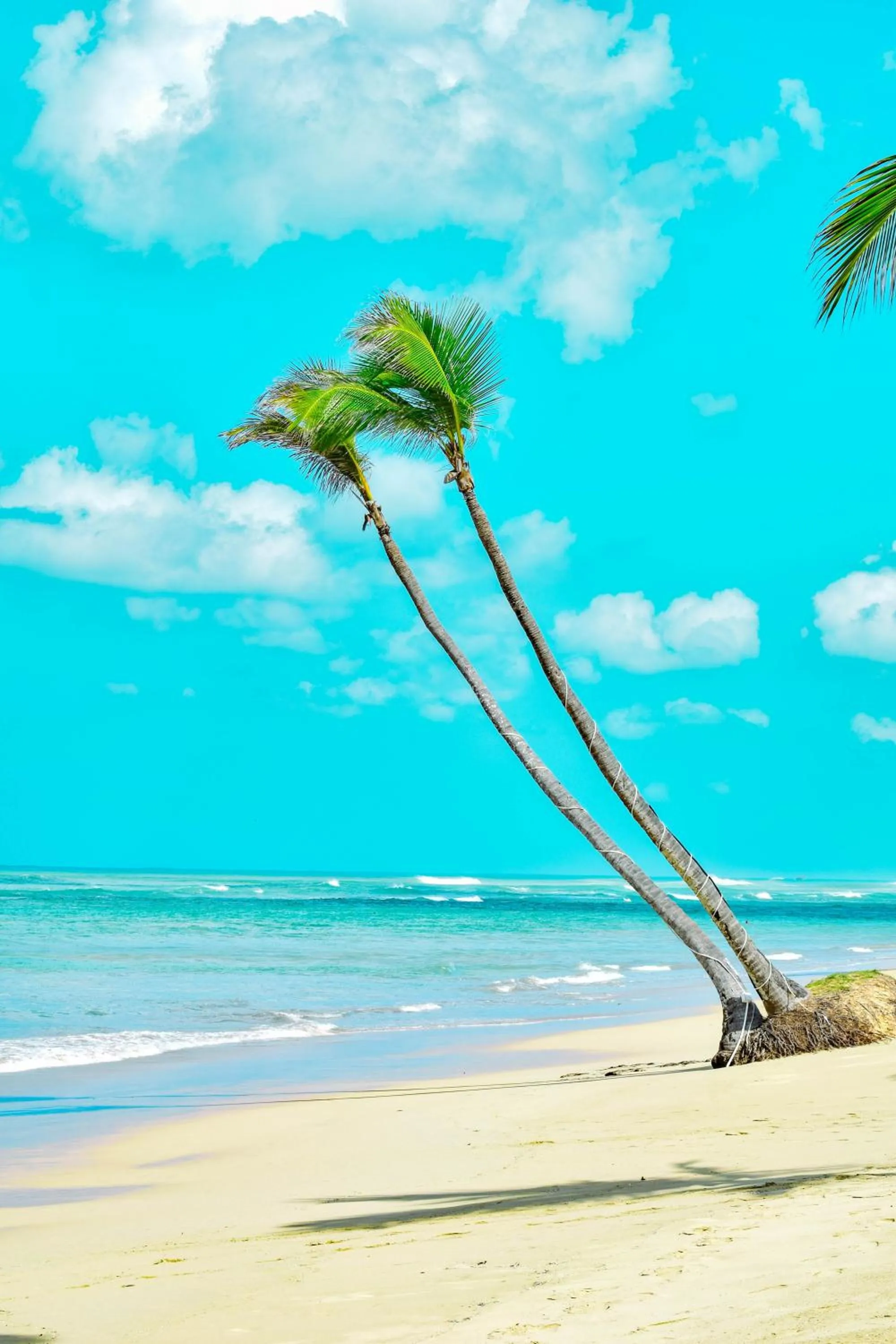 Playa Palmera Beach Resort